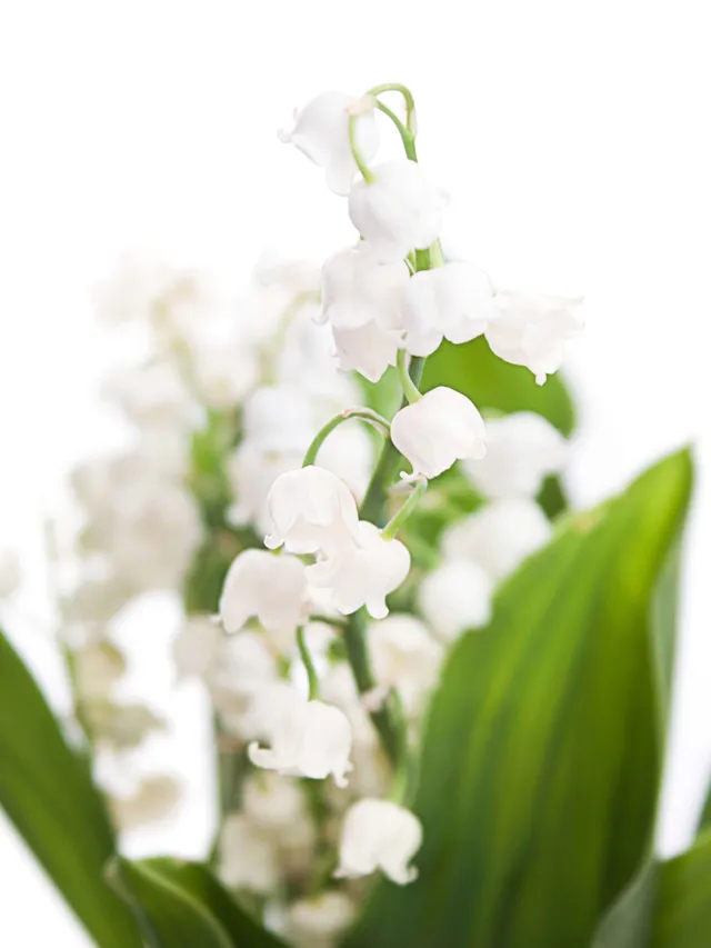 blumigo-convallaria-maigl-ckchen-wei-frische-blumen image 1
