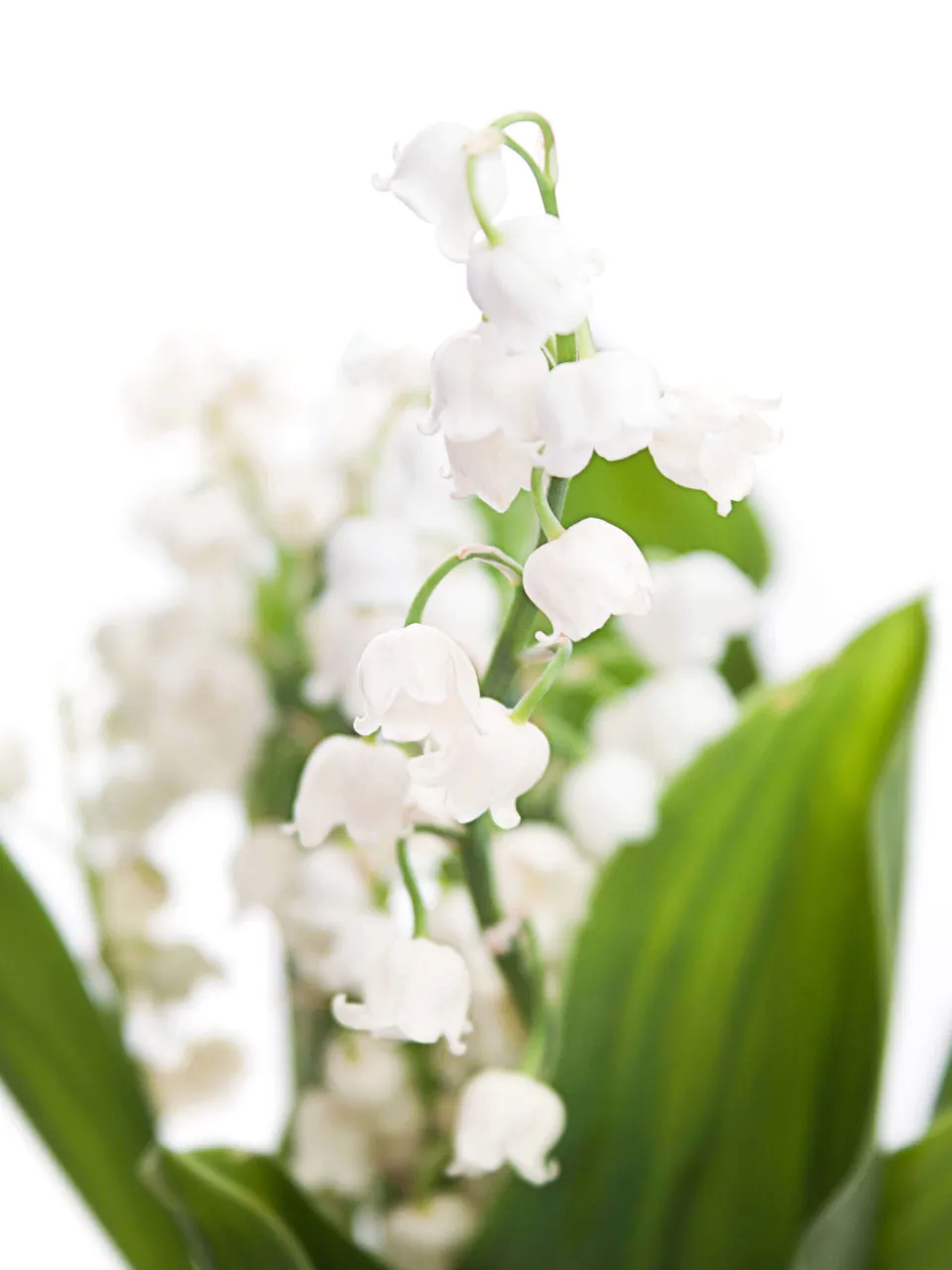 blumigo-convallaria-maigl-ckchen-wei-frische-blumen image 1