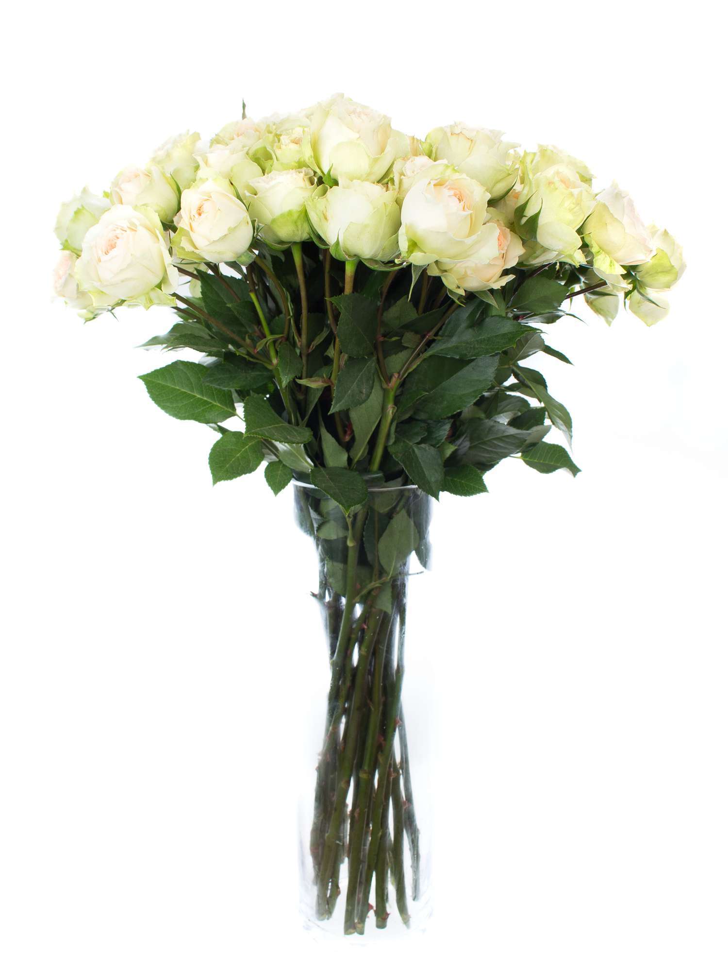 blumigo-rosen-pavlova-verzweigt-creme-apricot-spray image 2