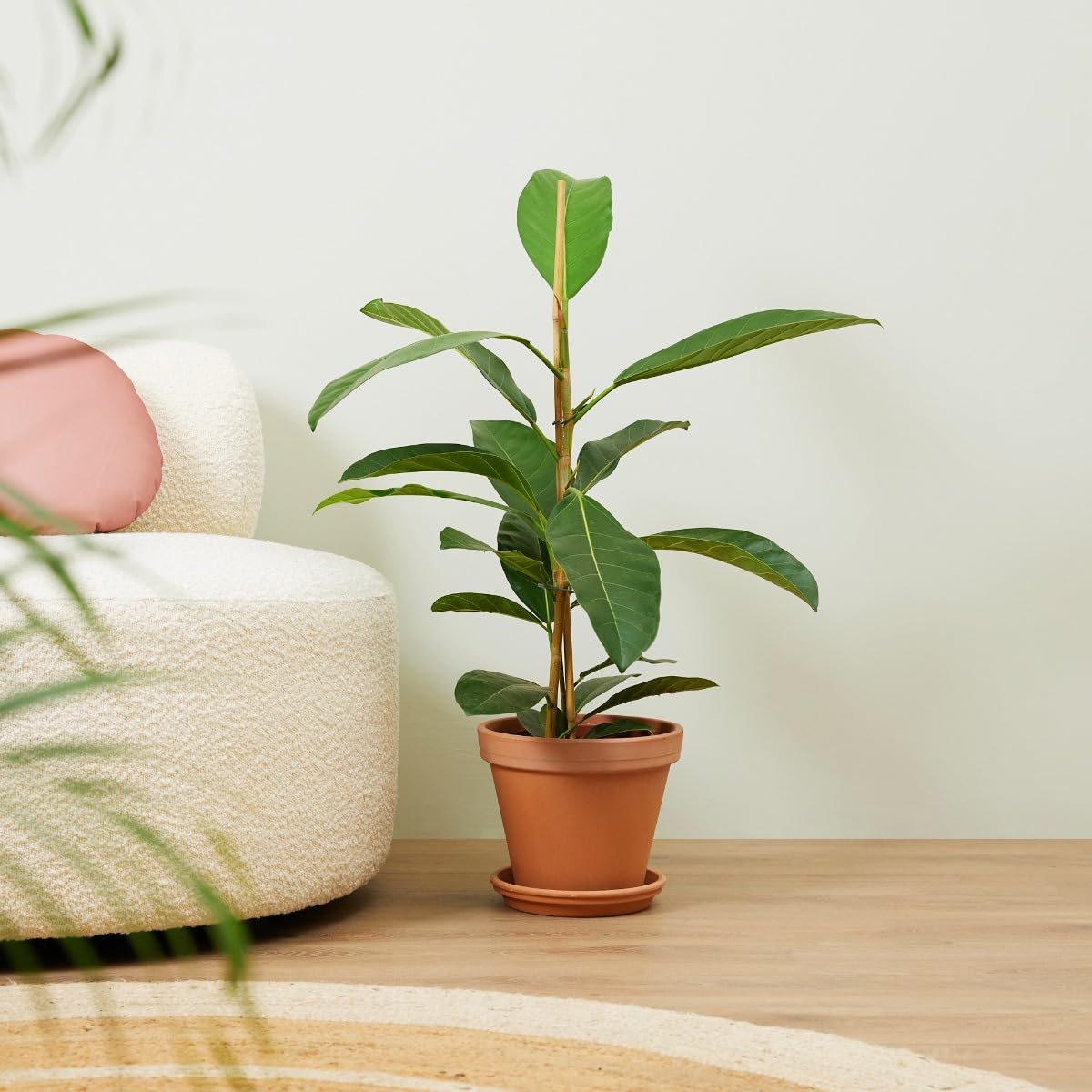 plnts-rareplnts-ficus-roy-zimmerpflanze-75-cm-feige image 7