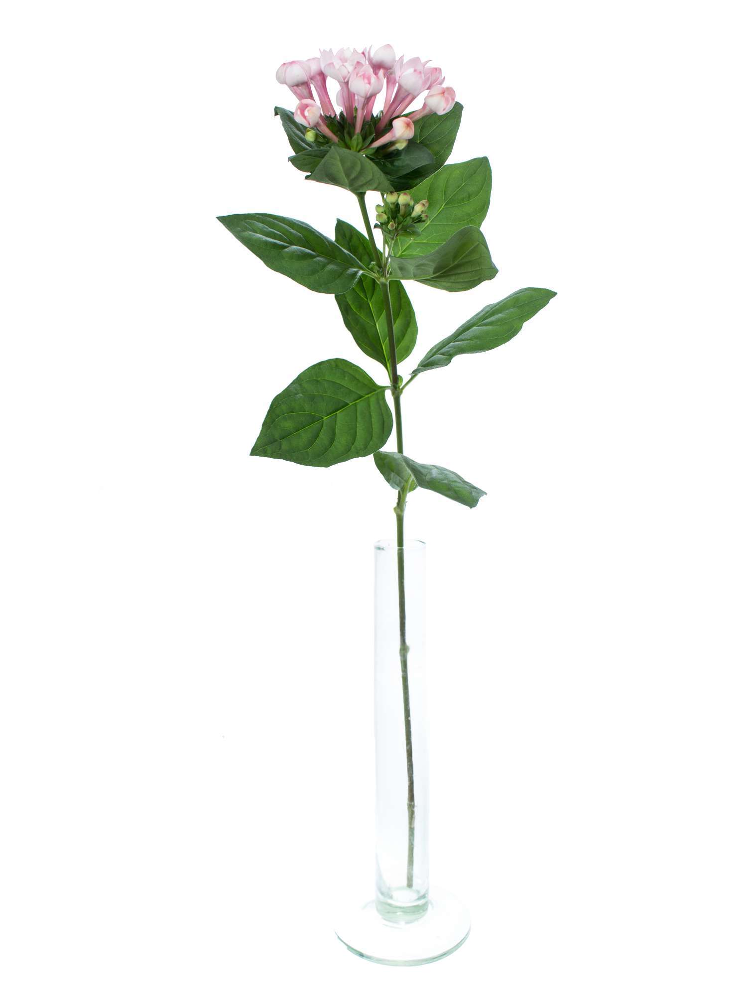 blumigo-bouvardien-diamond-princie-rosa-blume image 3