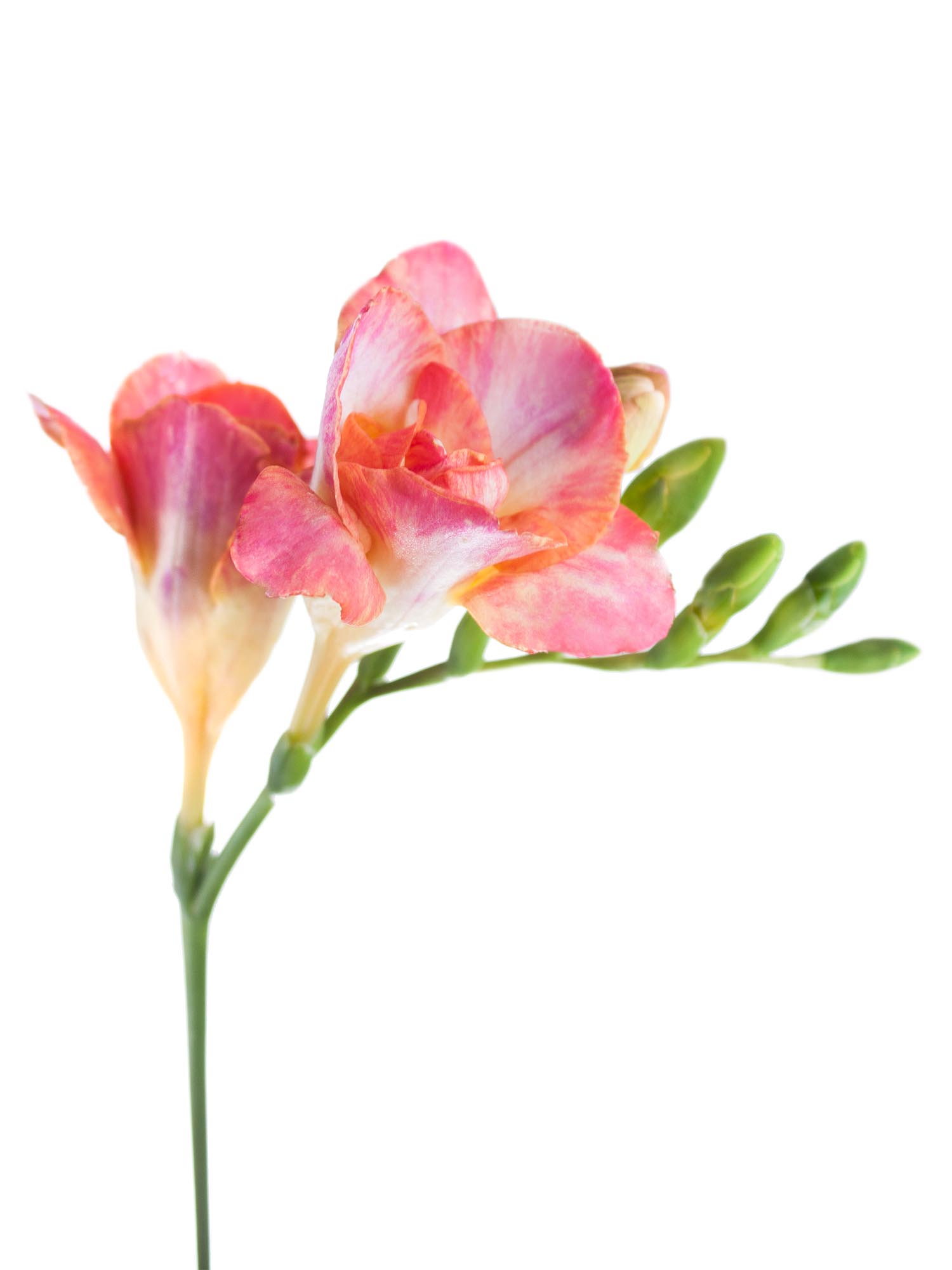 blumigo-freesien-peachy-queen-schnittblumen-apricot-pink-duftend image 1