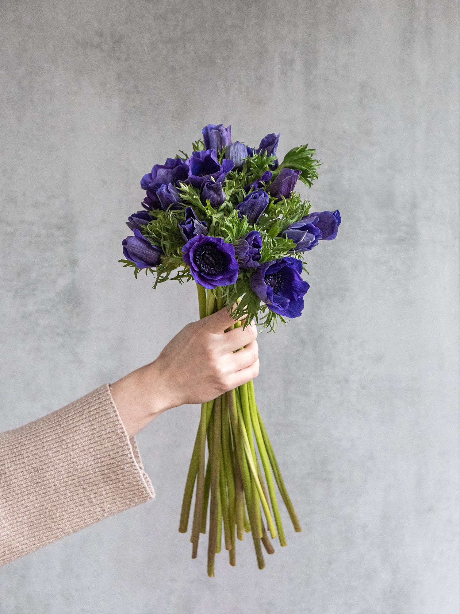 blumigo-anemonen-schnittanemone-blau image 5