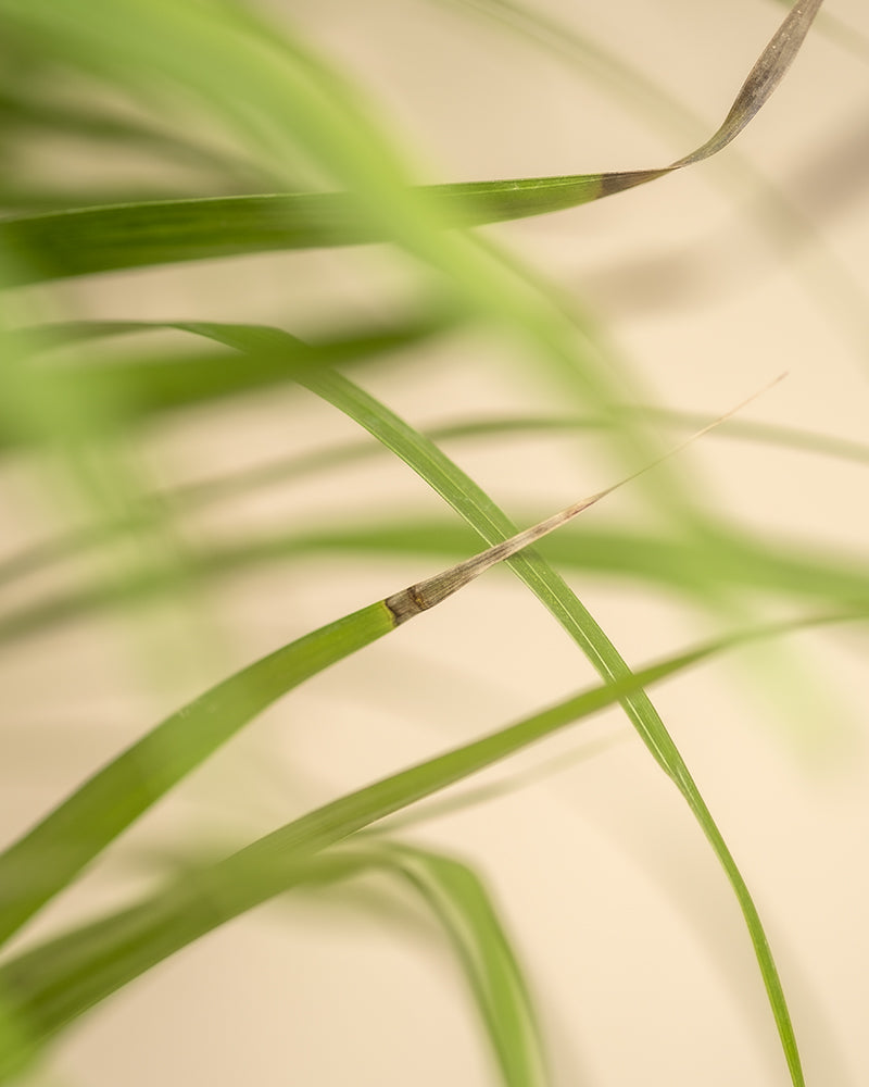 feey-variado-goldfruchtpalme-xl-zimmerpalme-ohne-bertopf image 8