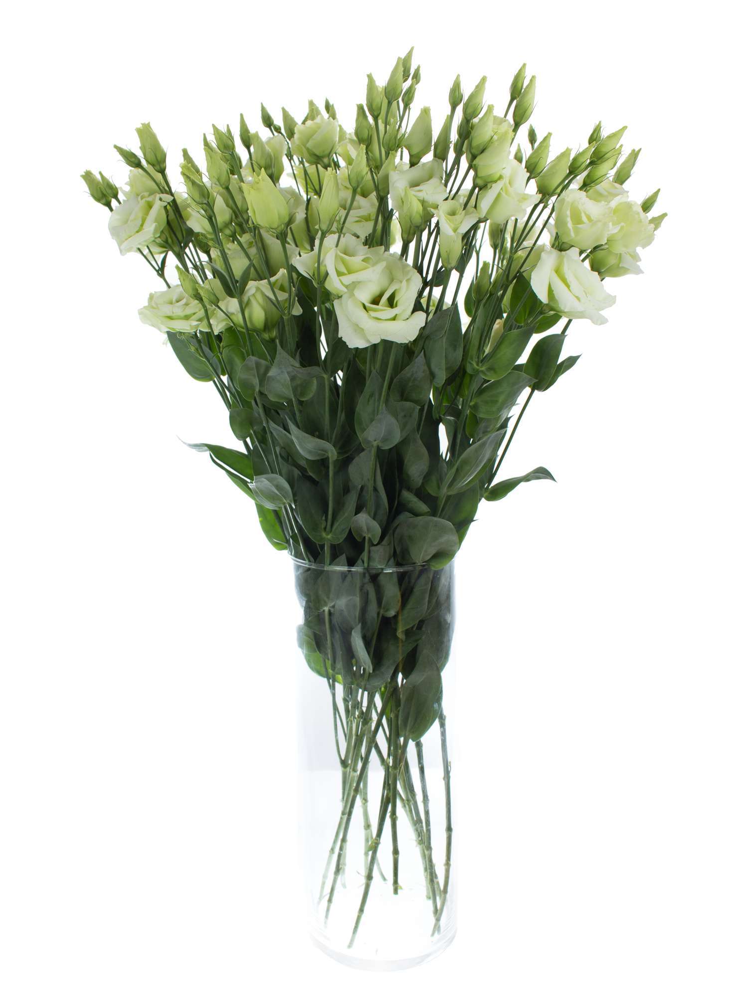 blumigo-lisianthus-rosita-green-gr-ne-schnittblume image 2