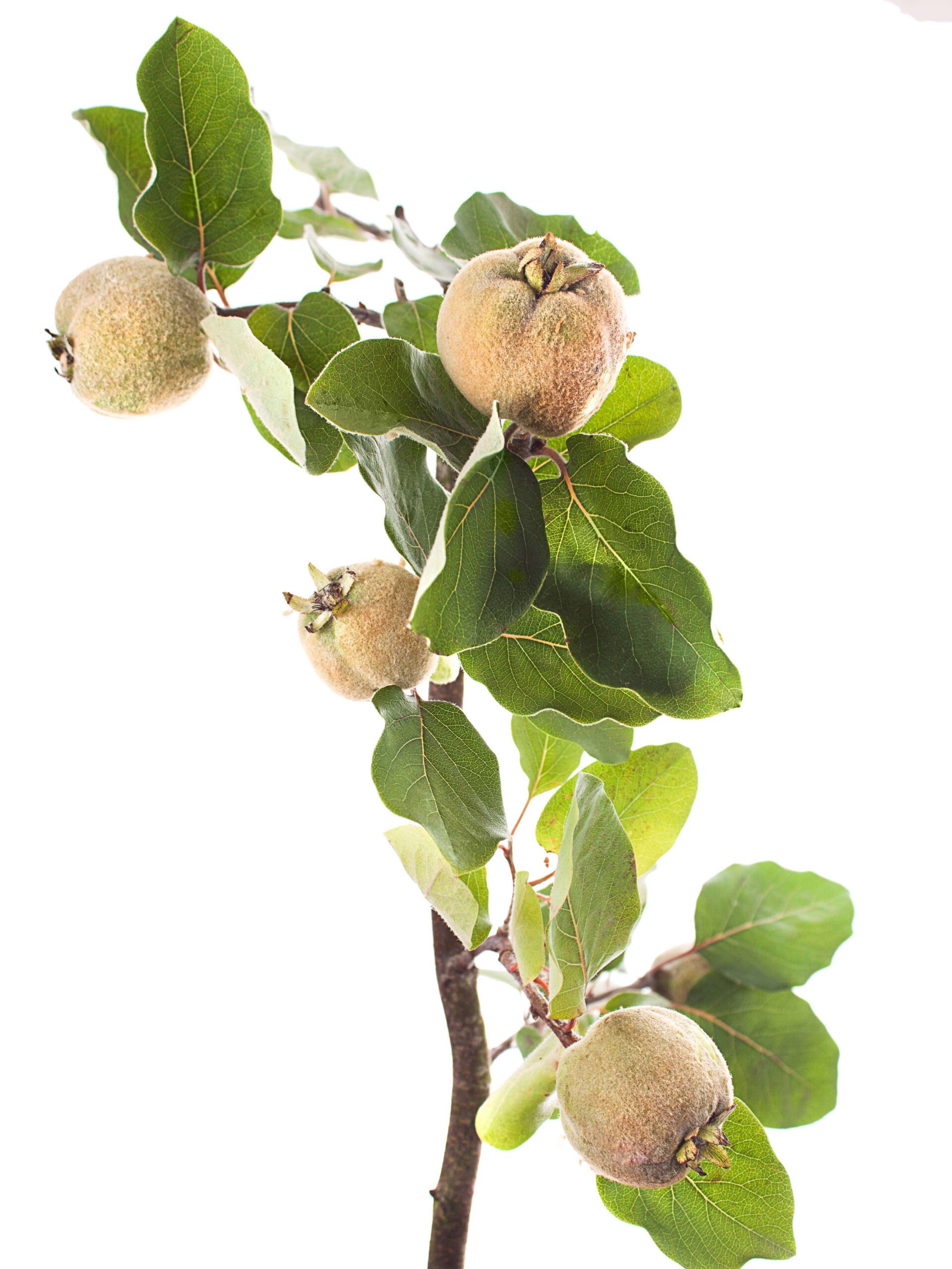 blumigo-blattwerk-zierquitten-mit-fr-chten-zweig-frisch image 4