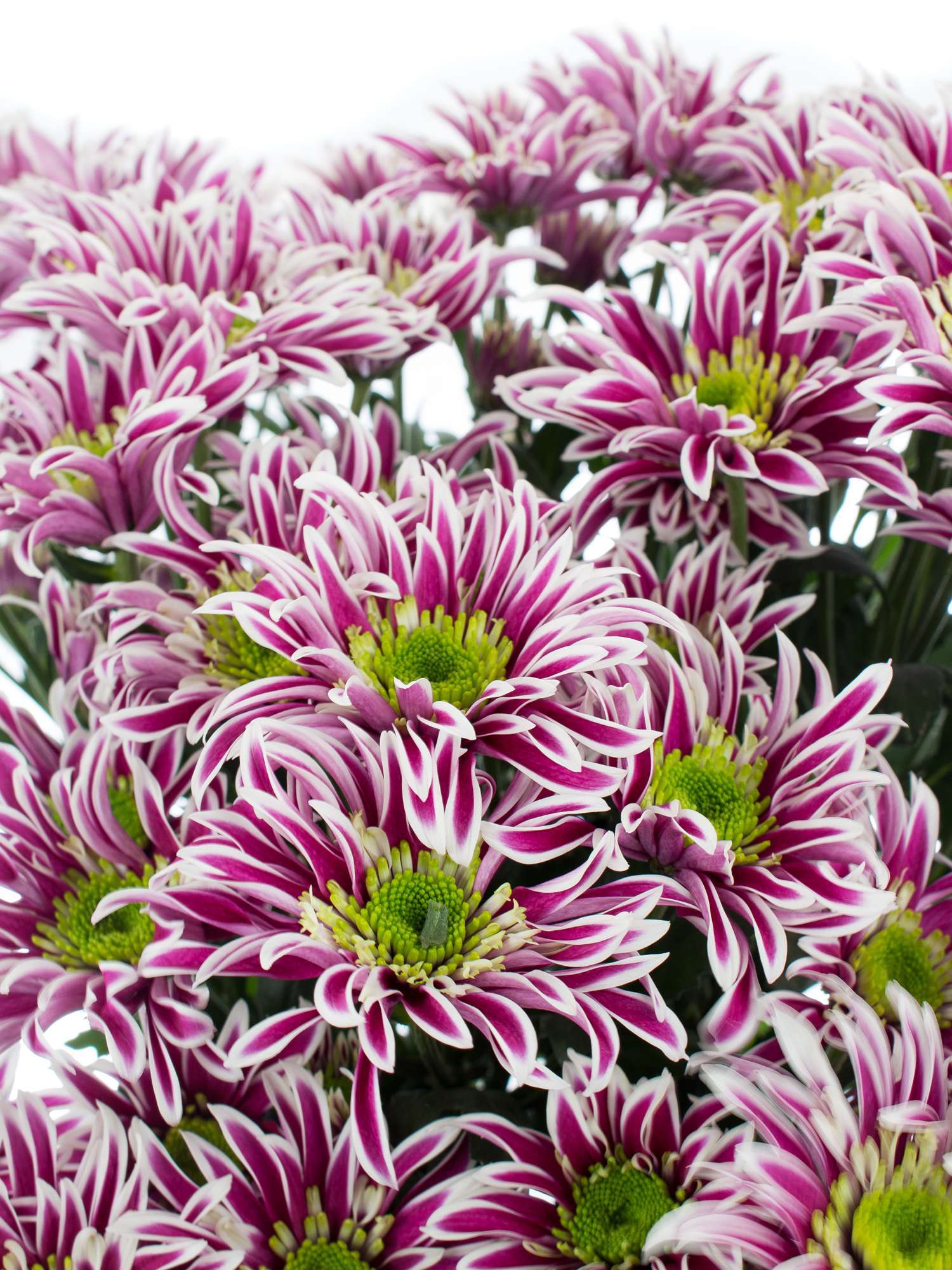 blumigo-chrysanthemen-saaba-schnittblume-violett-wei image 1