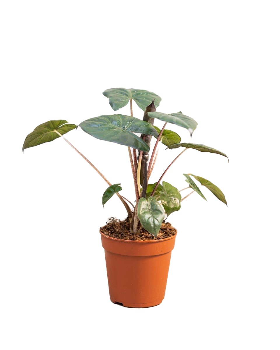plnts-rareplnts-alocasia-yucatan-princess-pfeilblatt-14cm image 1
