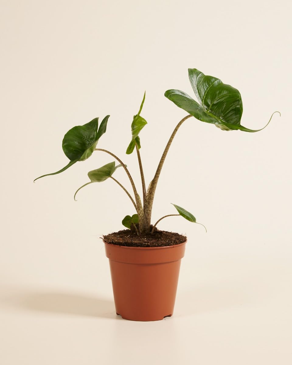 plnts-rareplnts-alocasia-stingray-zimmerpflanze-35cm image 2