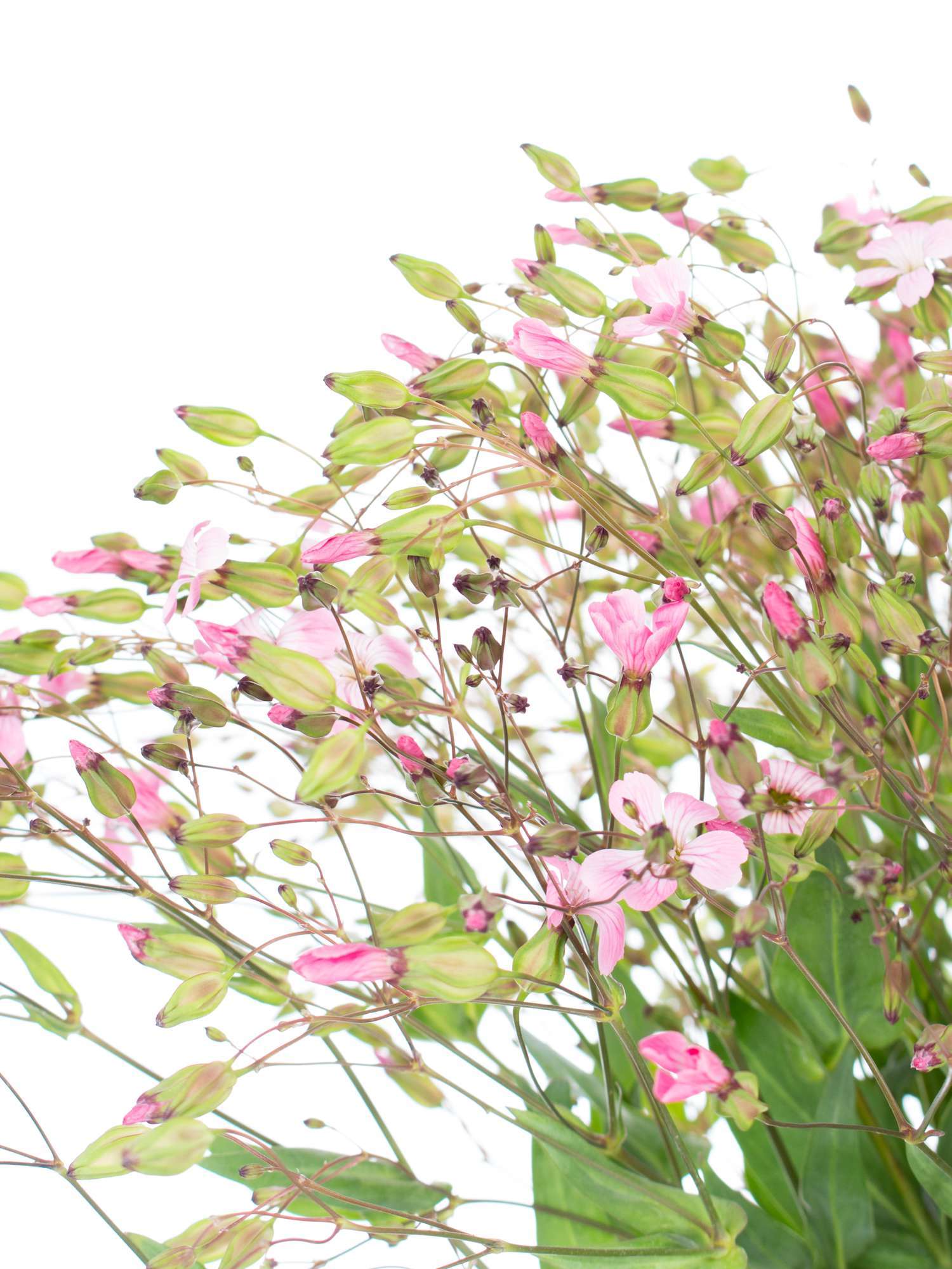 blumigo-blattwerk-saponaria-seifenkraut-schnittblume-rosa image 1