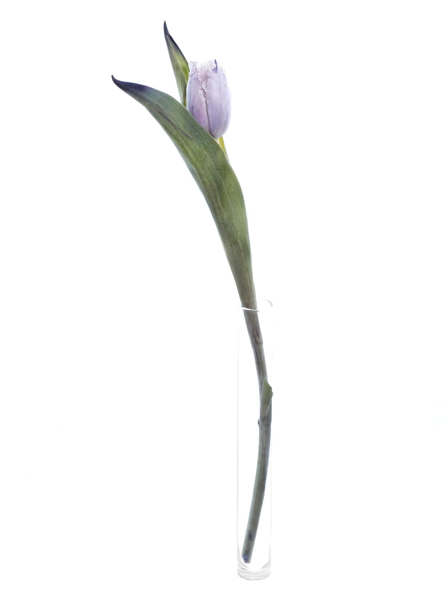 blumigo-tulpen-fringed-grey-schnittblume-grau-gefranst image 4