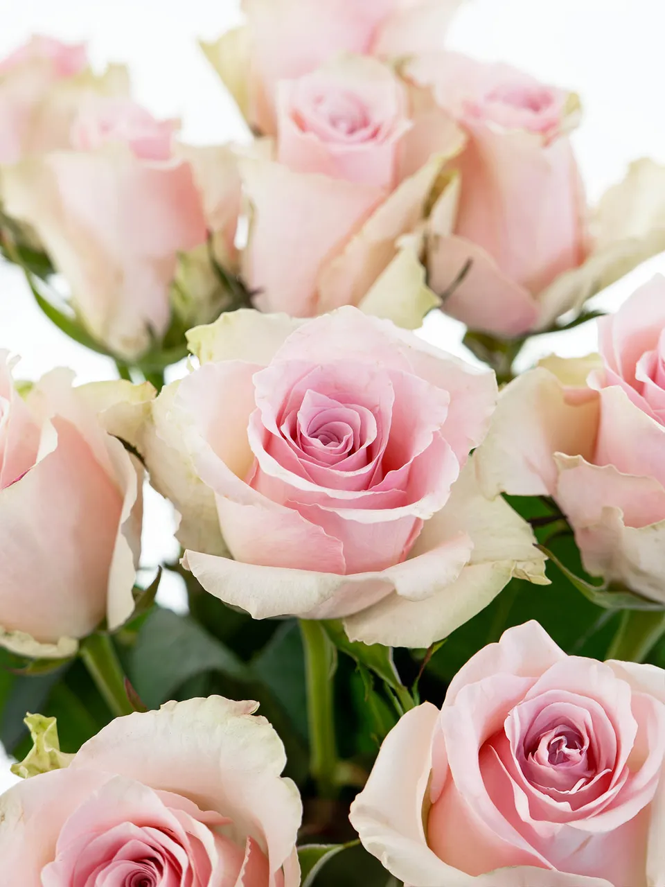 blumigo-rosen-pink-athena-rose-rosa-einzelstiel-frisch image 1