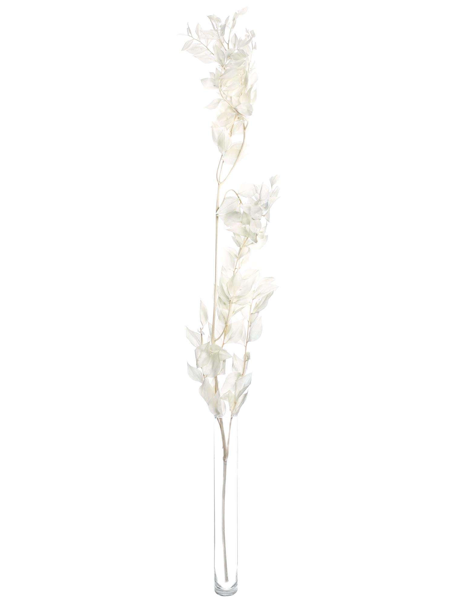 blumigo-trockenblumen-ruscus-m-usedorn-gebleicht-wei image 4