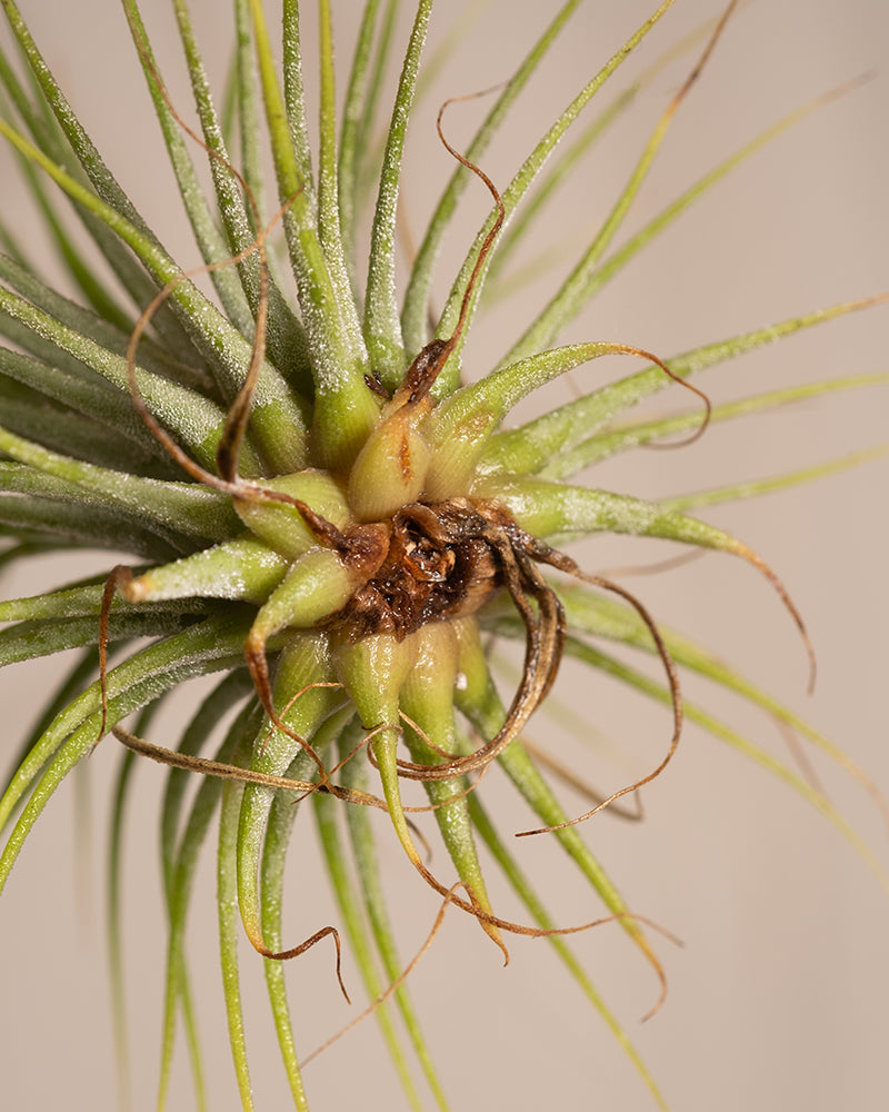 feey-variado-luftpflanzen-5-st-ck-tillandsia-ohne-erde image 6