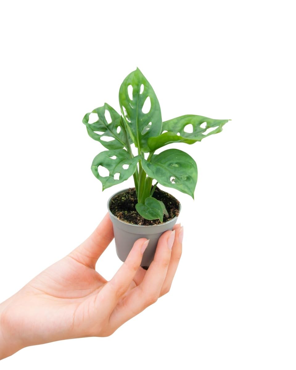 plnts-babyplnts-monstera-adansonii-zimmerpflanze-15-cm image 1