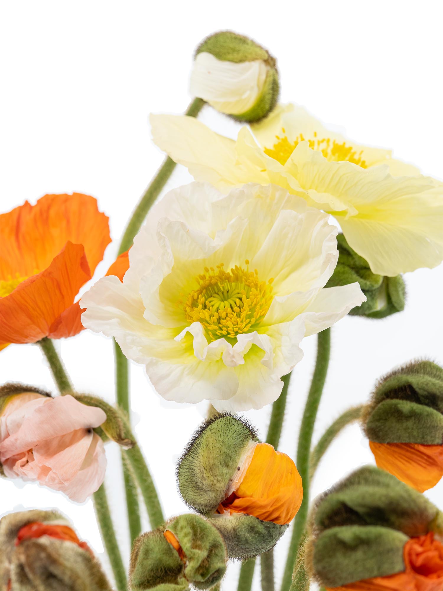 blumigo-herbstdeko-papaver-mohnblumen-bunte-mischung image 1