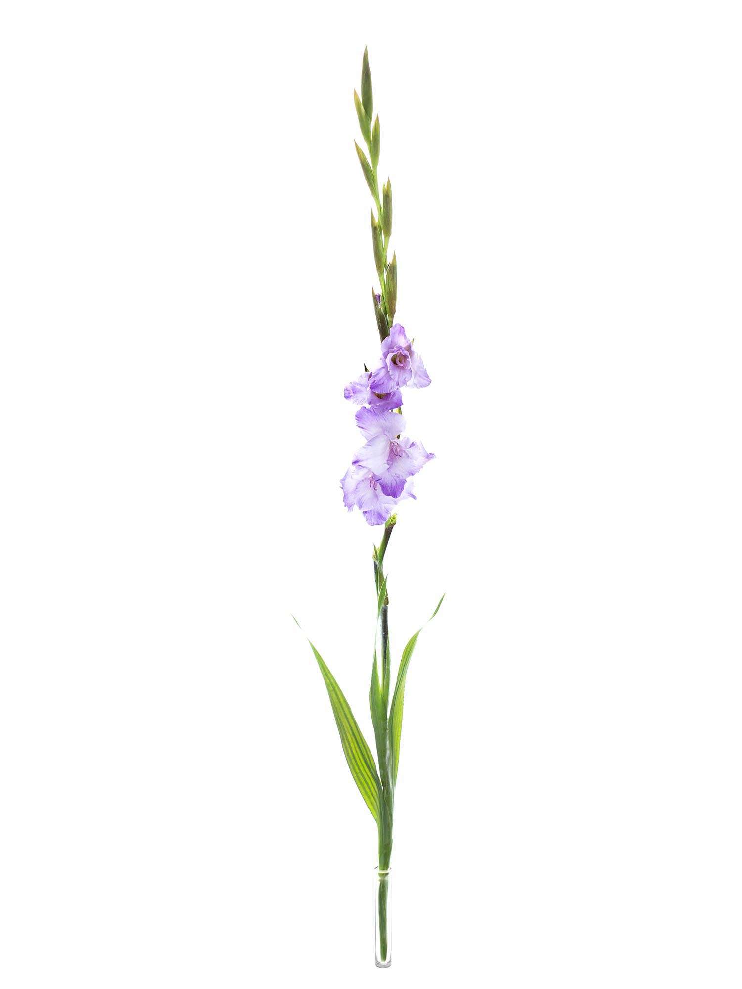 blumigo-gladiolen-milka-schnittblumen-hell-violett image 3