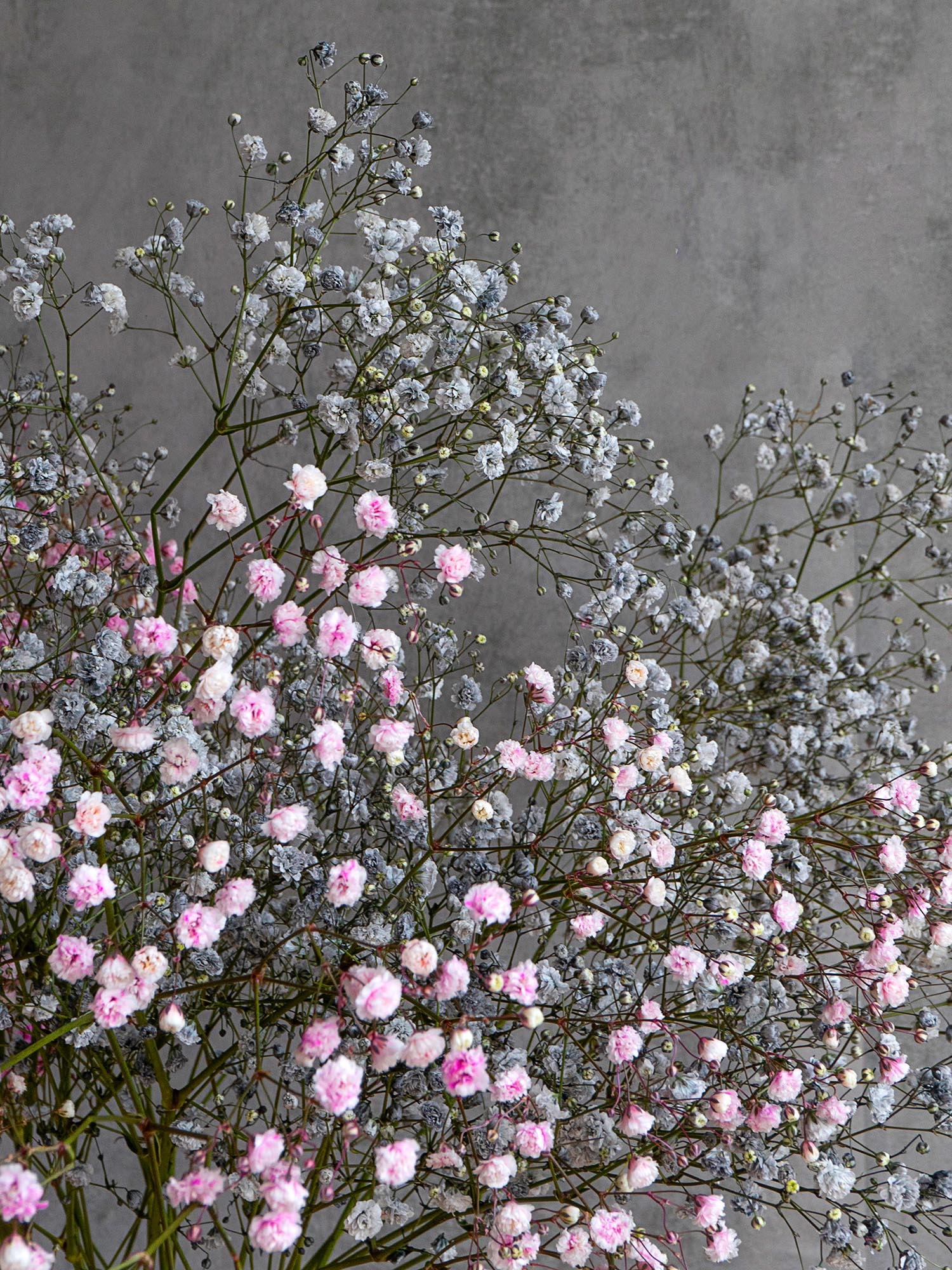 blumigo-schleierkraut-schnittblumen-rosa-painted image 5