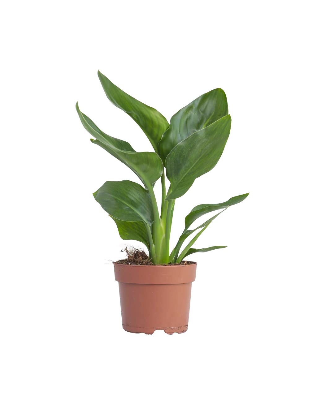 plnts-rareplnts-strelitzia-reginae-zimmerpflanze-30-cm-paradiesvogelblume image 1