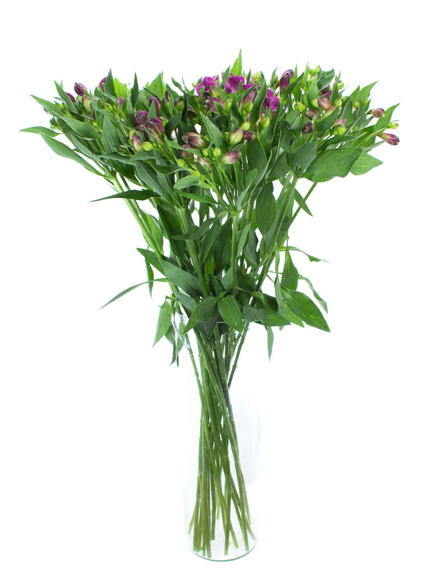 blumigo-bindegr-n-alstroemerien-cleo-schnittblume-violett-stiel image 2
