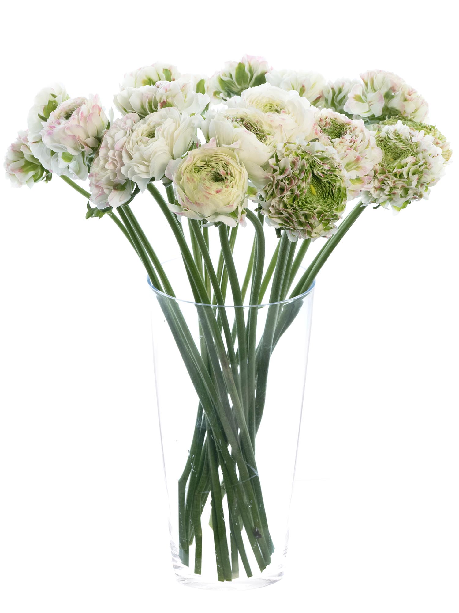 blumigo-ranunkeln-xl-ponpon-ranunkel-rosa-wei-1-stiel image 2