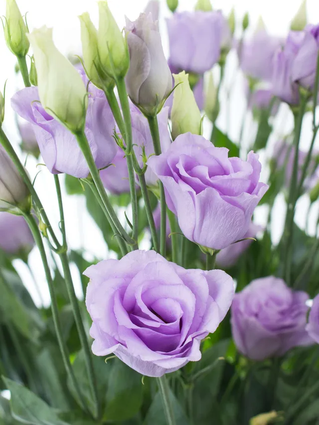 blumigo-rosita-lavender-lisianthus-lila-frische-schnittblume image 1