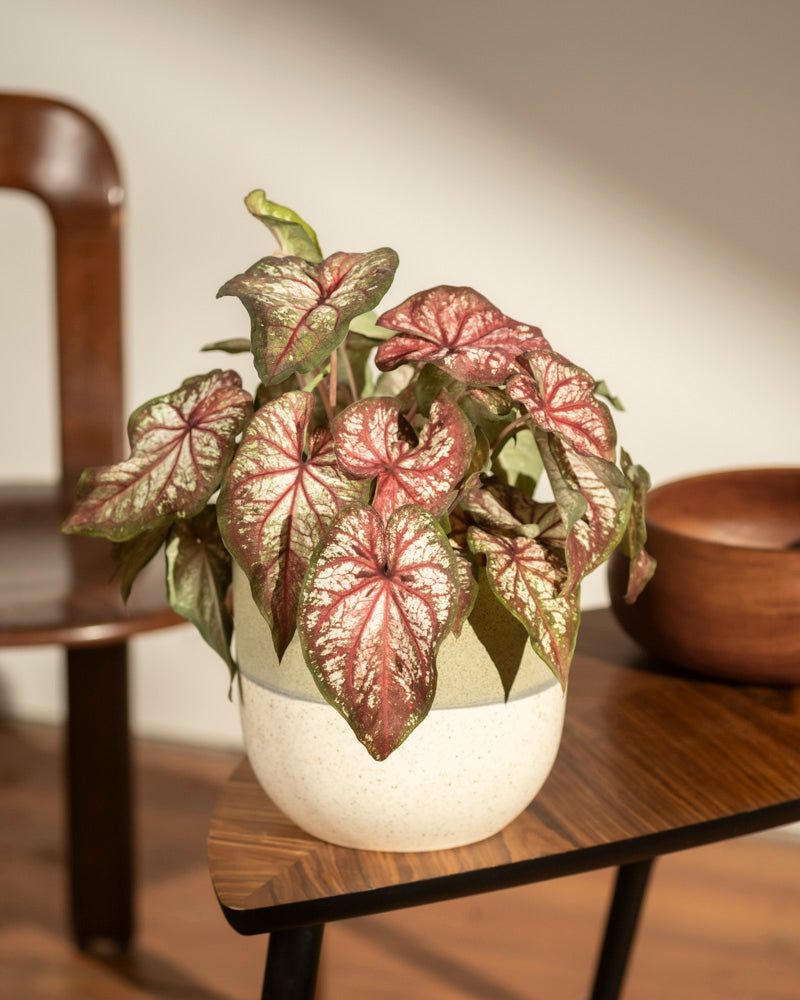 feey-variado-caladium-bicolor-zimmerpflanze-bunte-bl-tter image 4