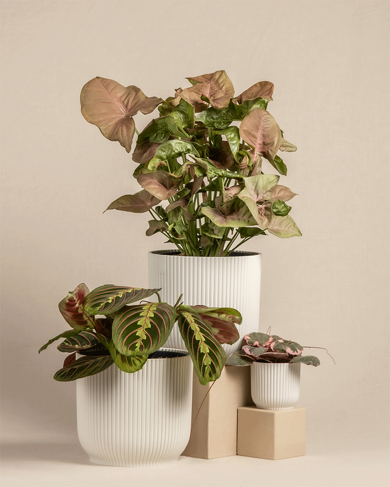 feey-pflanzen-trio-maranta-syngonium-saxifraga-ohne-topf image 6