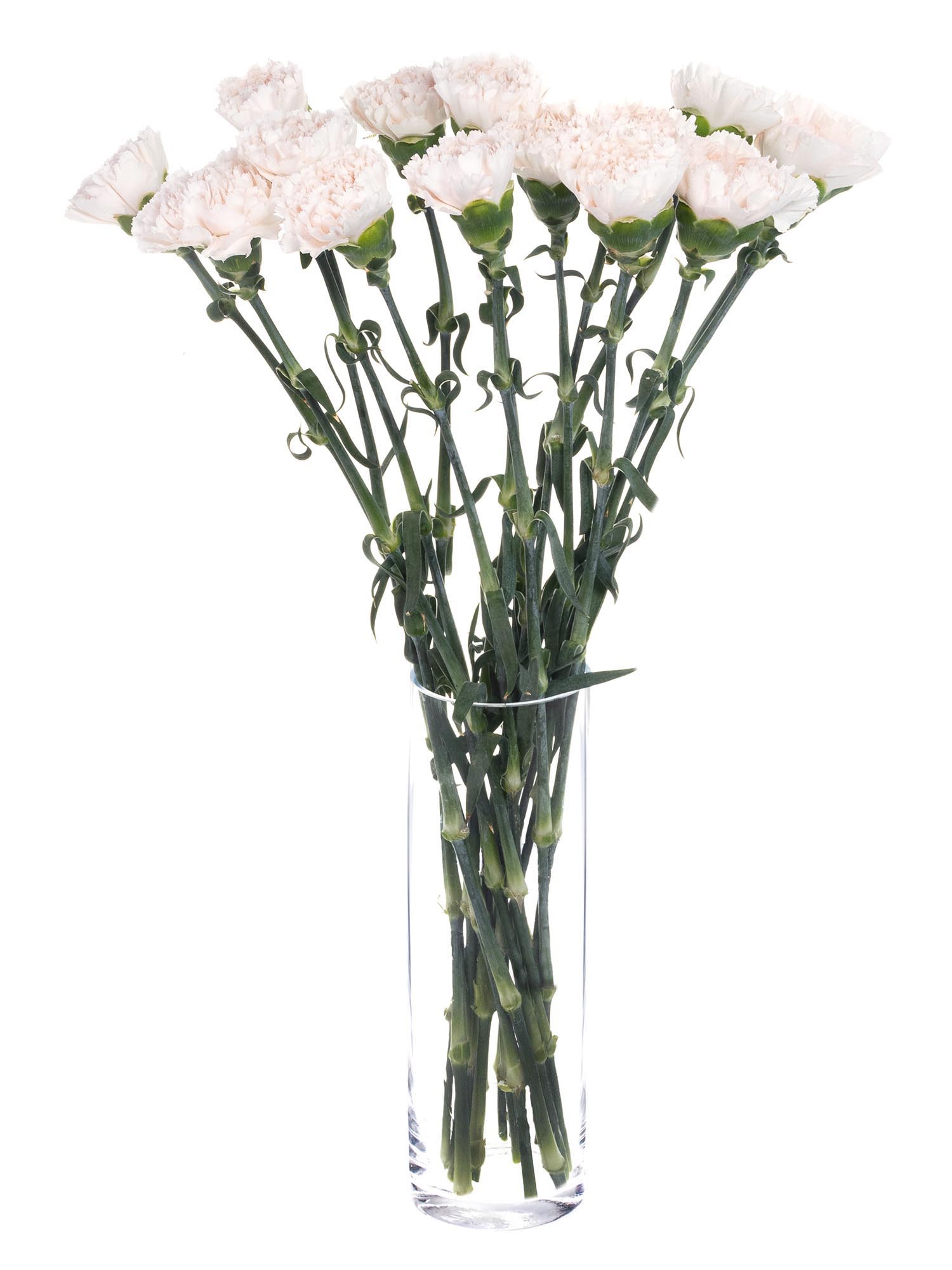 blumigo-brut-edelnelke-creme-apricot-frische-schnittblume image 5