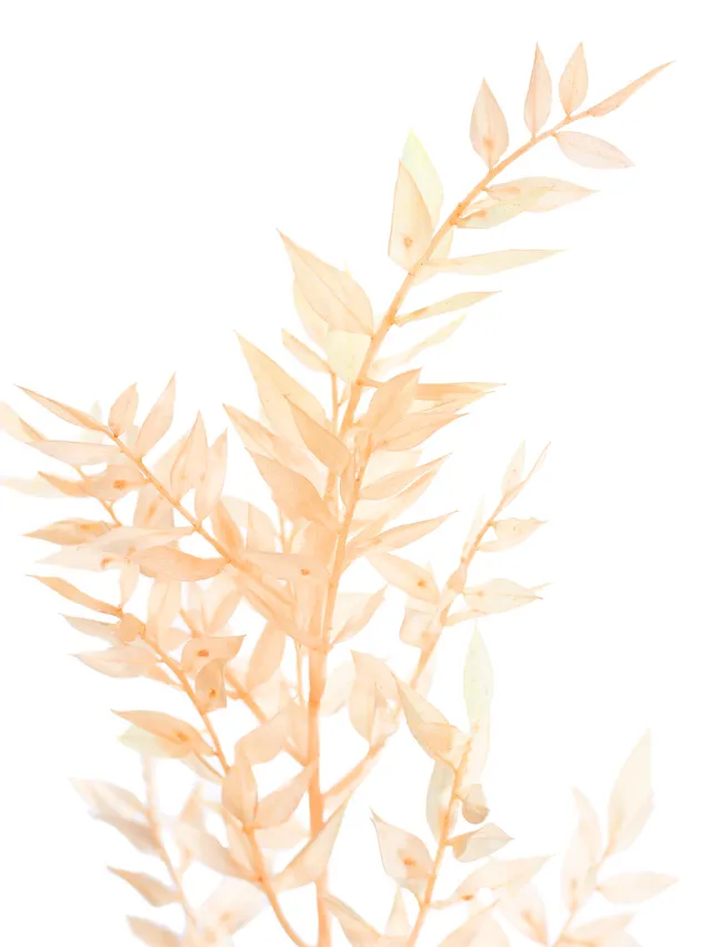blumigo-trockenblumen-ruscus-m-usedorn-apricot image 1