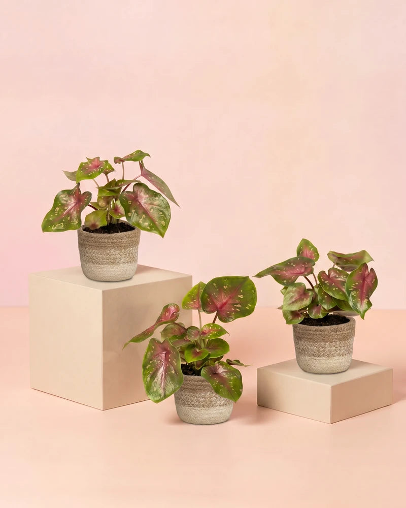 feey-variado-baby-caladium-casey-3er-set-buntblatt-ohne-bertopf image 7