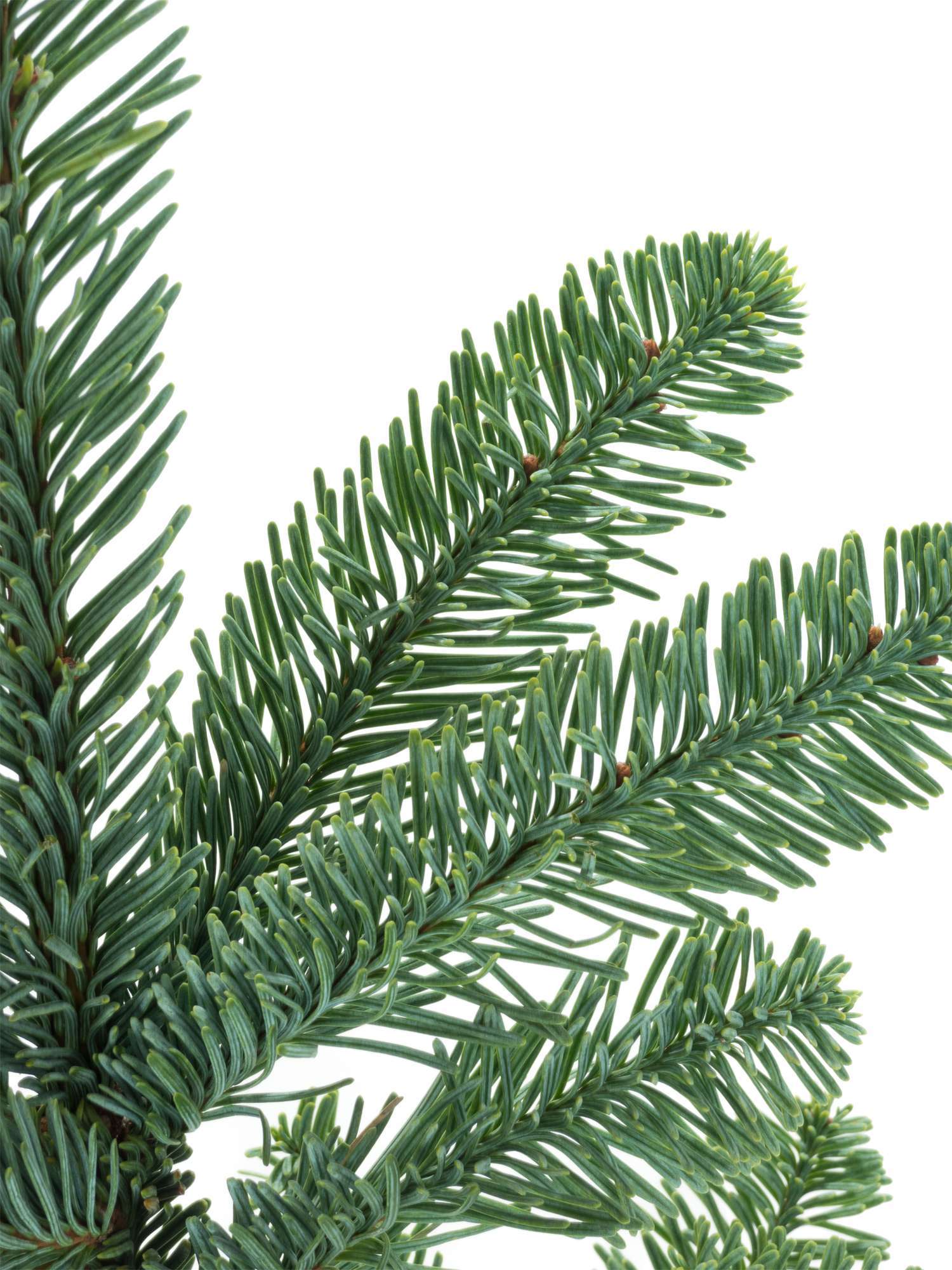 blumigo-edeltanne-abies-nobilis-tannengr-n-frisch-geschnitten image 2