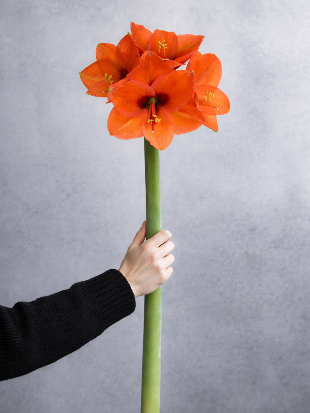 blumigo-amaryllis-naranja-schnittblume-orange image 1