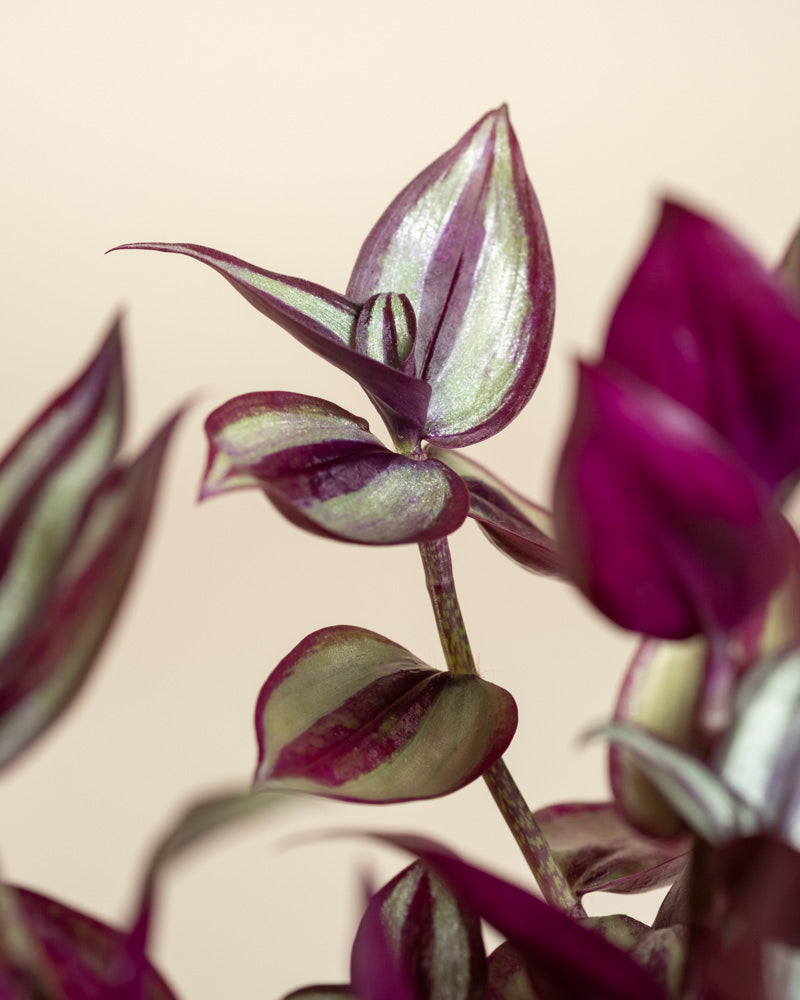 feey-variado-tradescantia-zebrina-zimmerpflanze-ohne-bertopf image 8