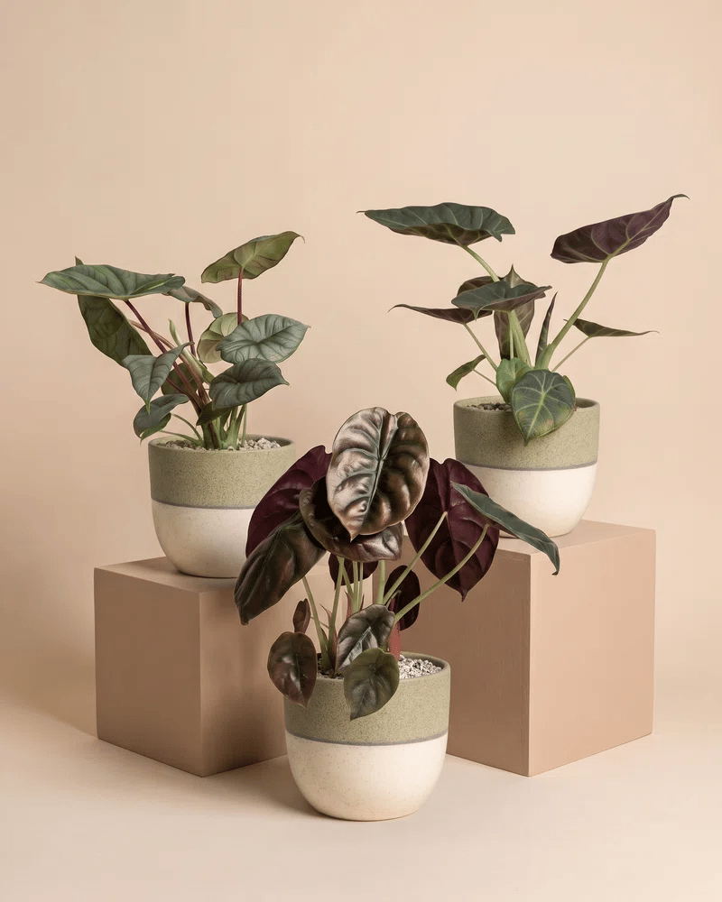 feey-variado-alocasia-trio-zimmerpflanzen-3er-set image 4