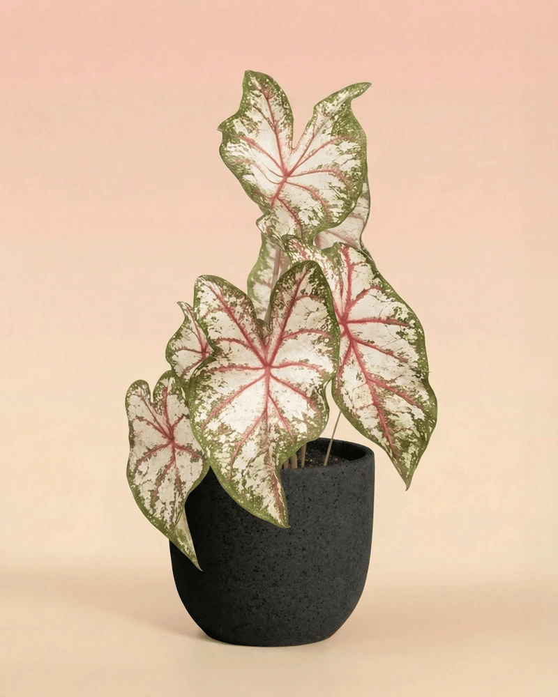 feey-variado-caladium-tapestry-bunte-zimmerpflanze-im-22-topf-ohne-bertopf image 6