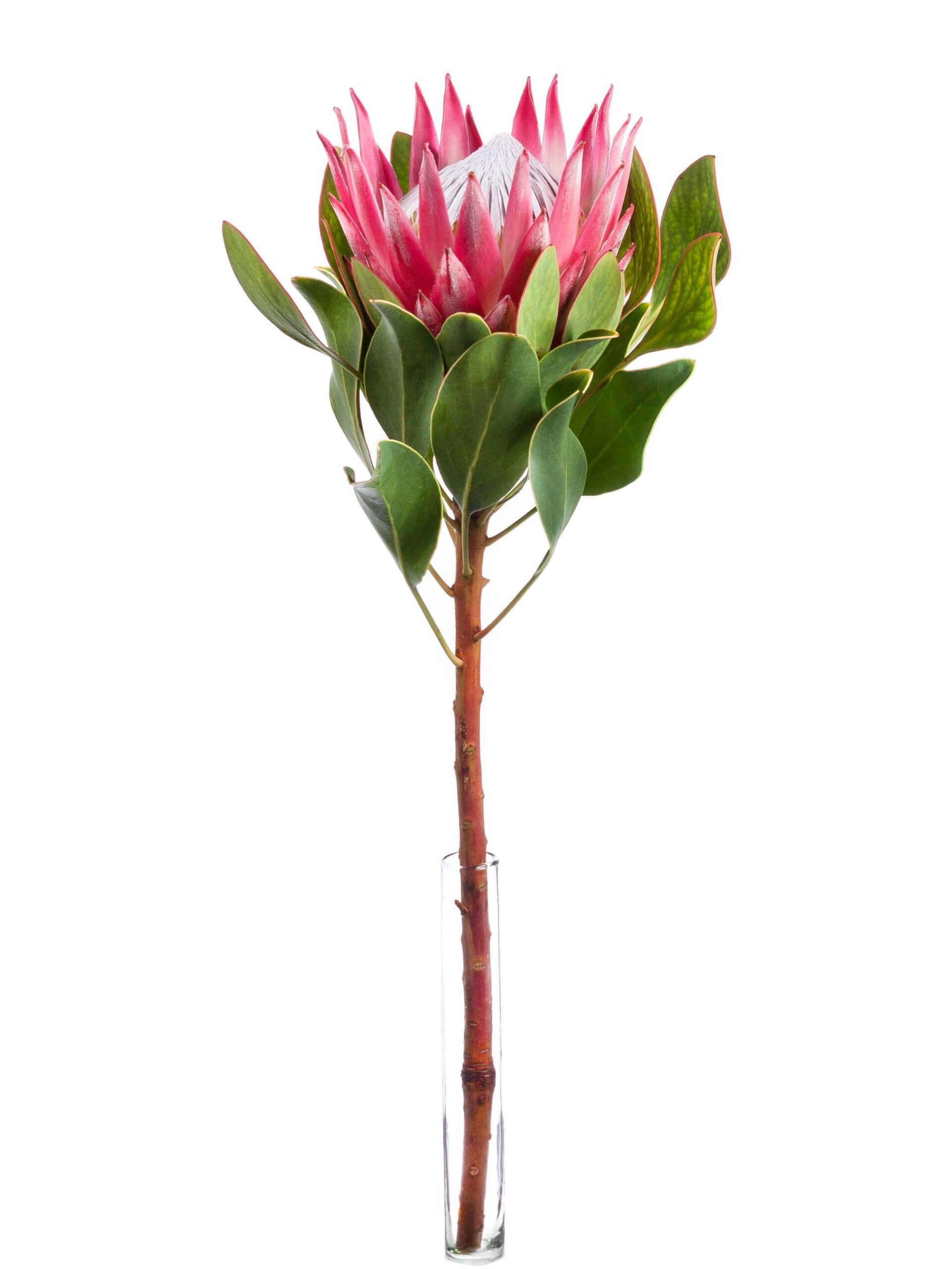 blumigo-proteen-k-nigsprotea-madiba-schnittblume-korall-pink image 4