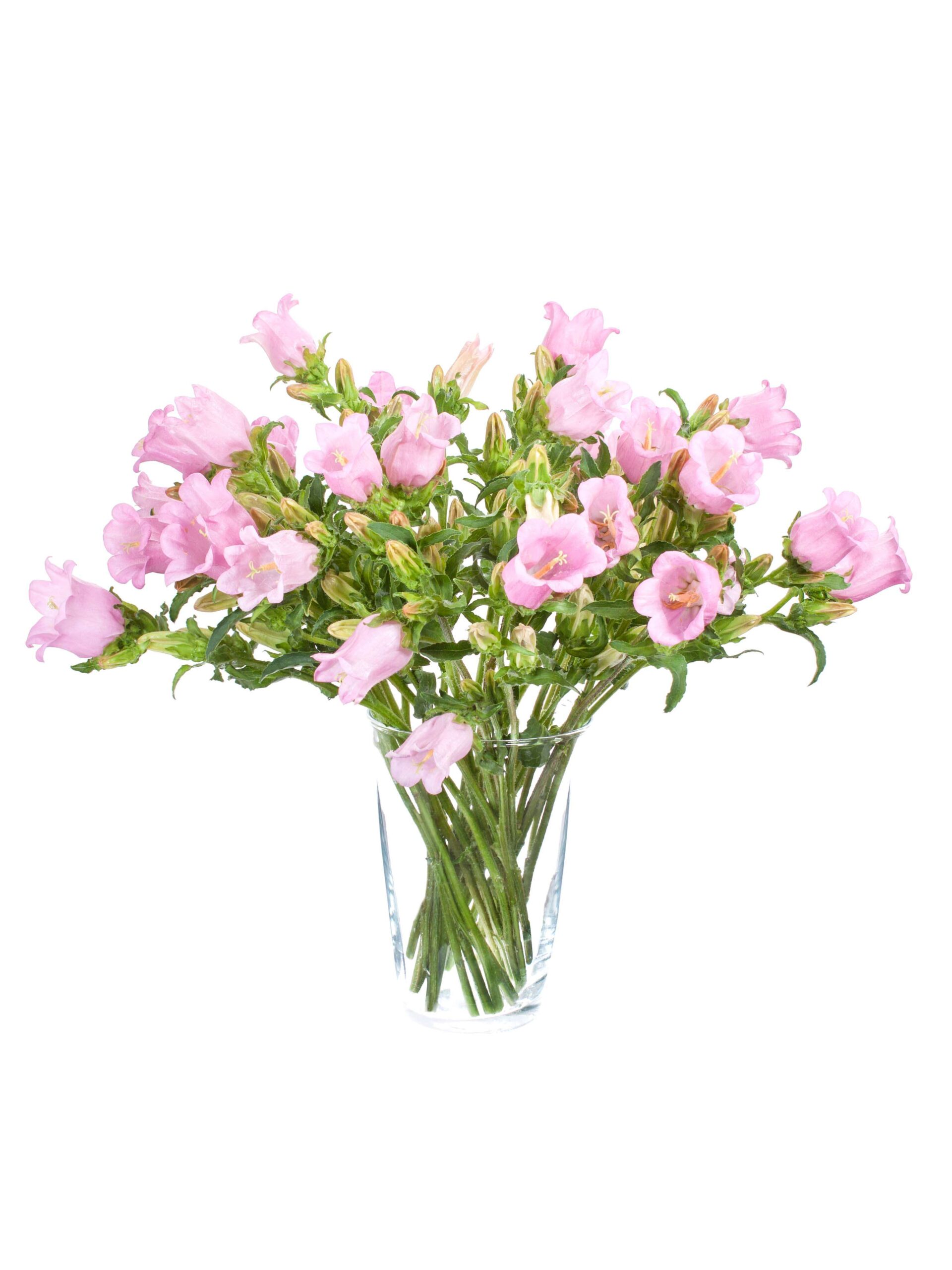 blumigo-campanula-champion-pink-glockenblume-rosa image 2