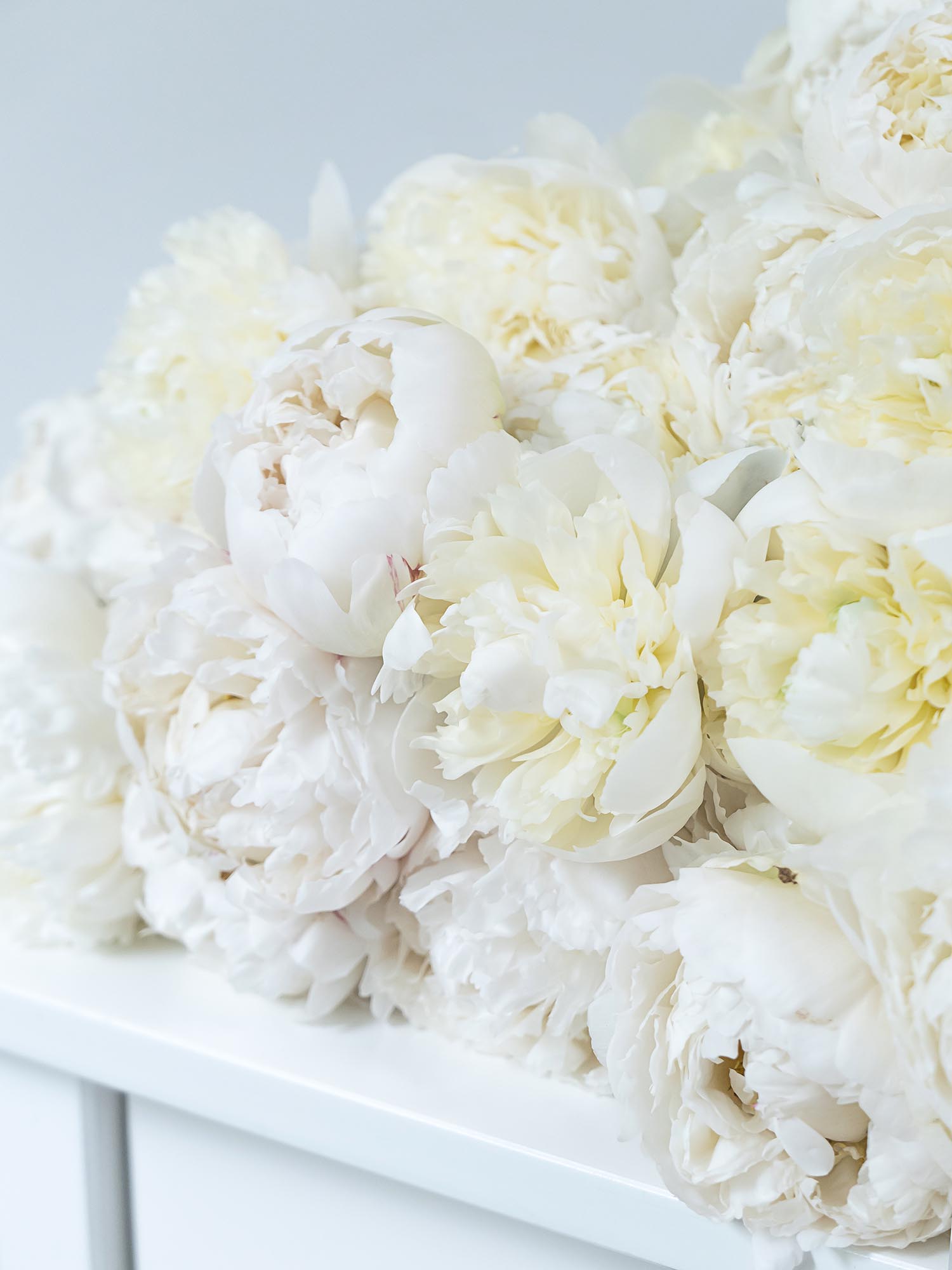 blumigo-pfingstrosen-bowl-of-cream-schnittblumen-creme-wei image 4