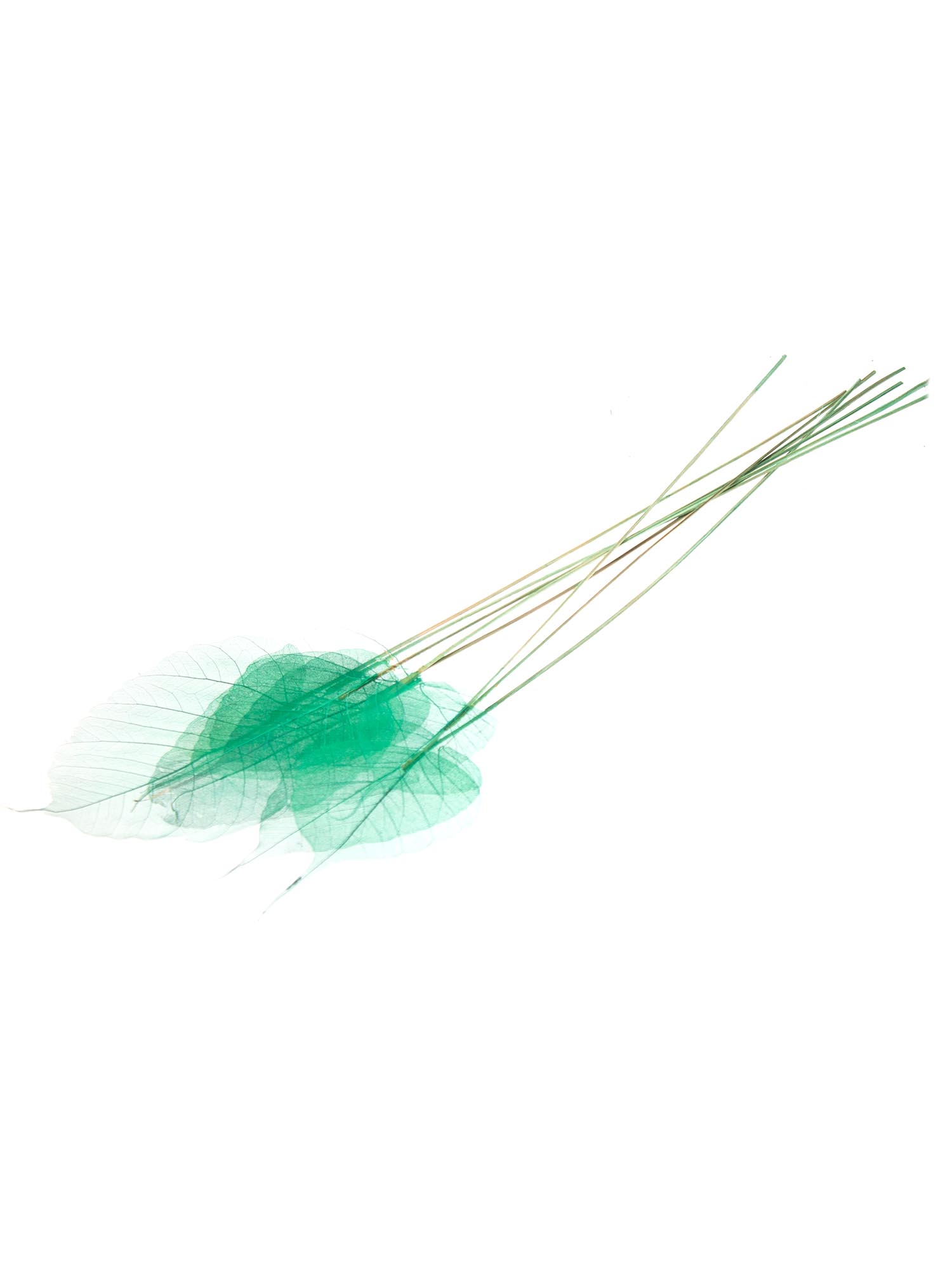 blumigo-trockenblumen-skelettbl-tter-bl-tter-gr-n image 4