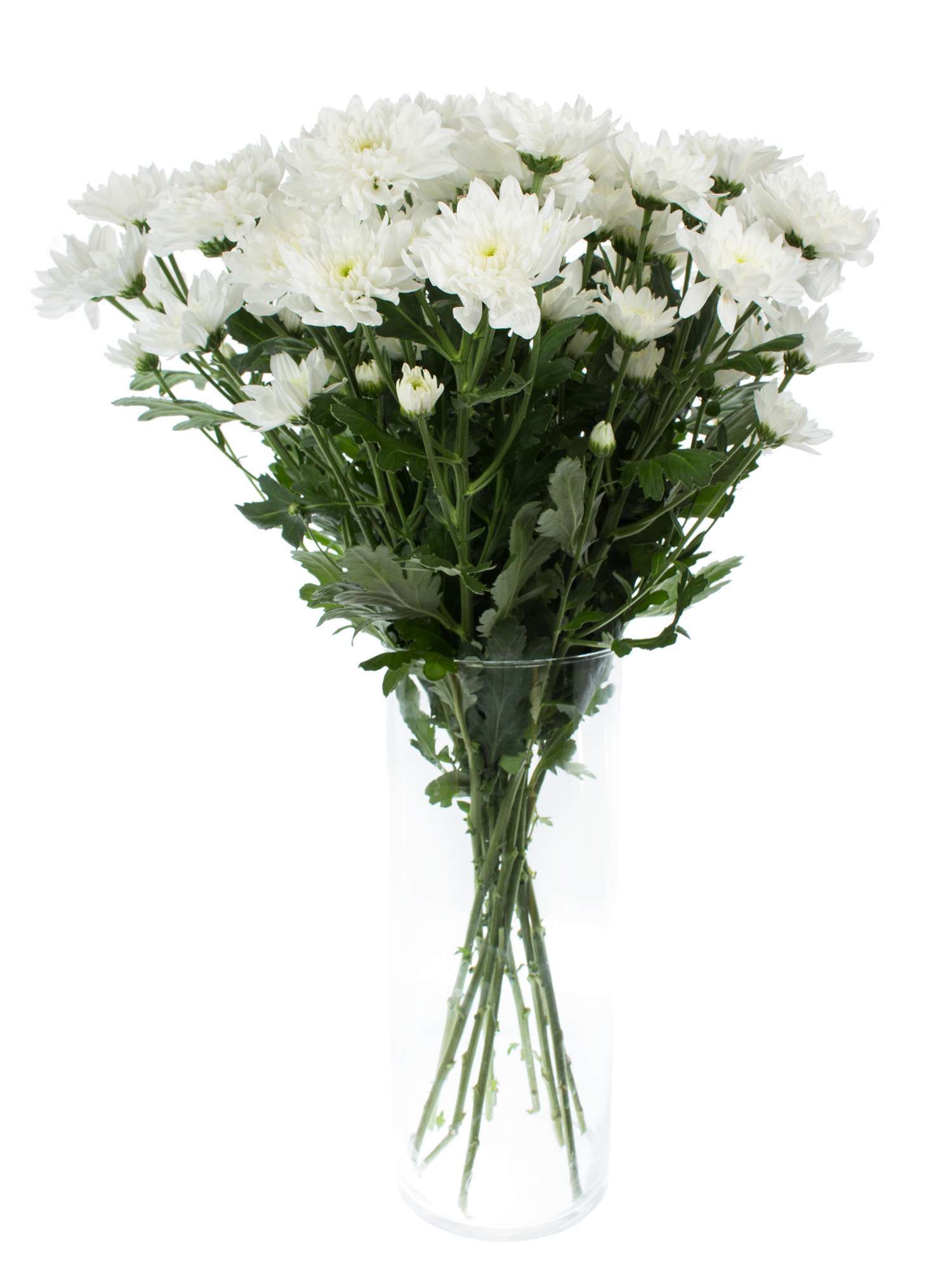 blumigo-chrysanthemen-baltica-verzweigt-wei-schnittblume image 2