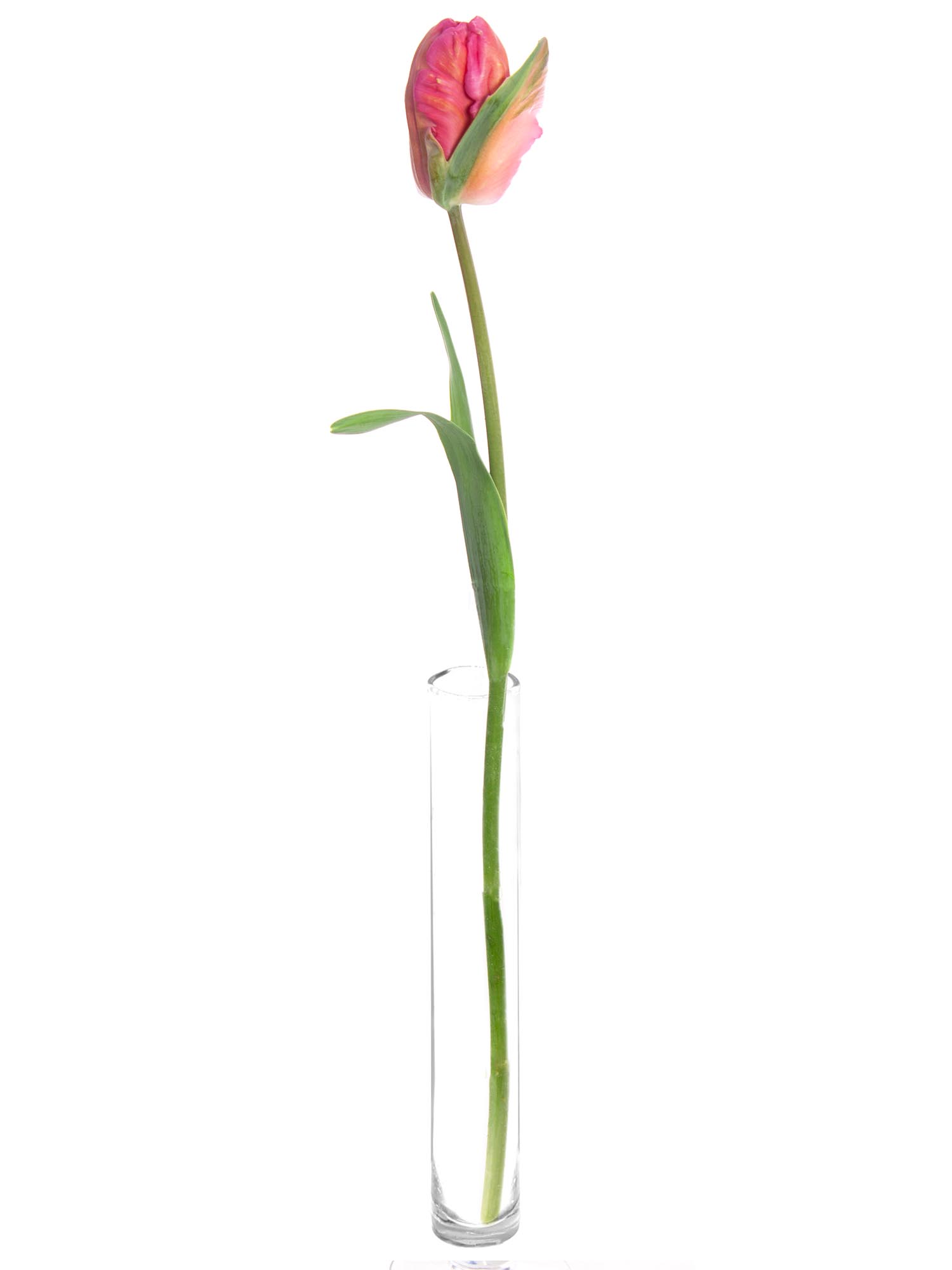 blumigo-tulpen-don-quichotte-papageien-tulpe-pink image 3