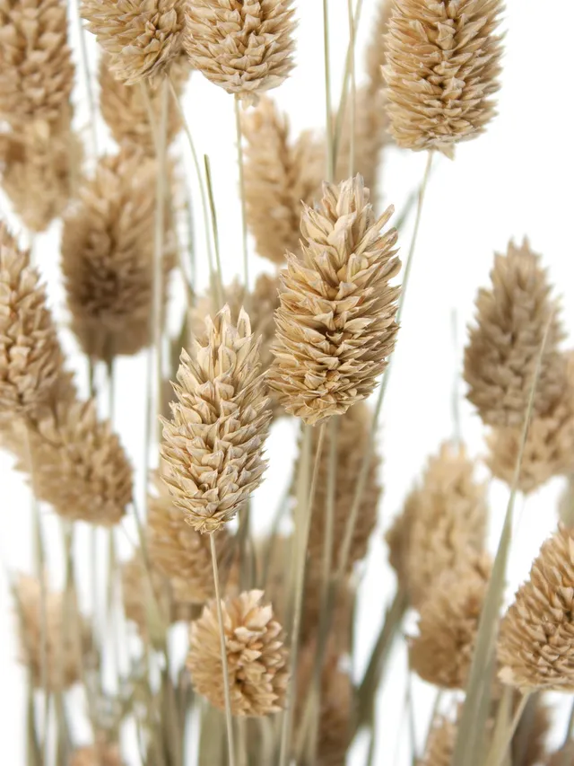 blumigo-phalaris-glanzgras-trockenblumen-natur image 1