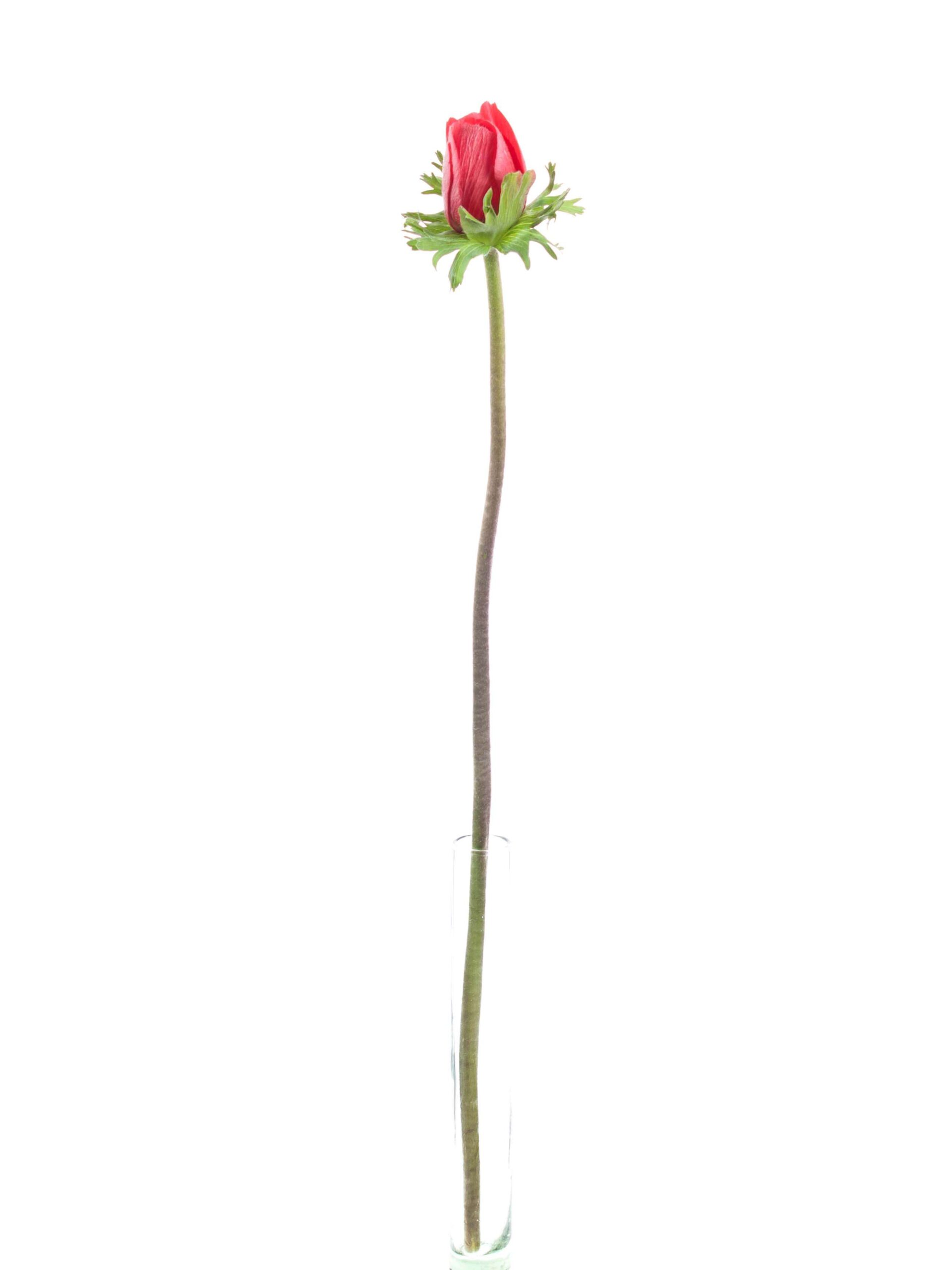 blumigo-anemonen-xl-mistral-rot-schnittblumen image 3