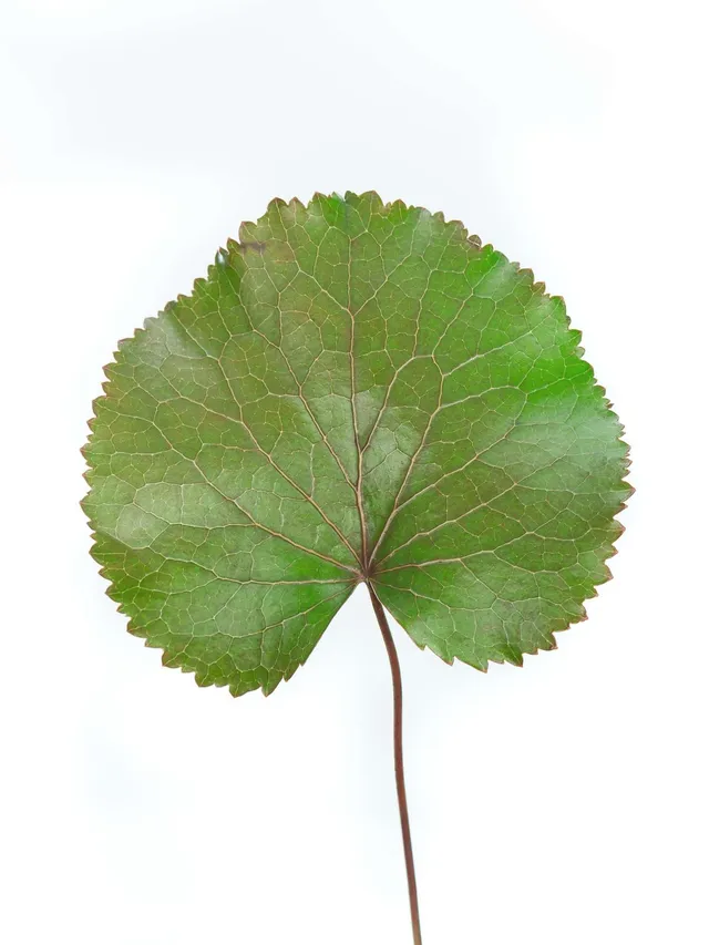 blumigo-galax-bl-tter-bindegr-n-gr-n-bronze-10-st-ck image 1