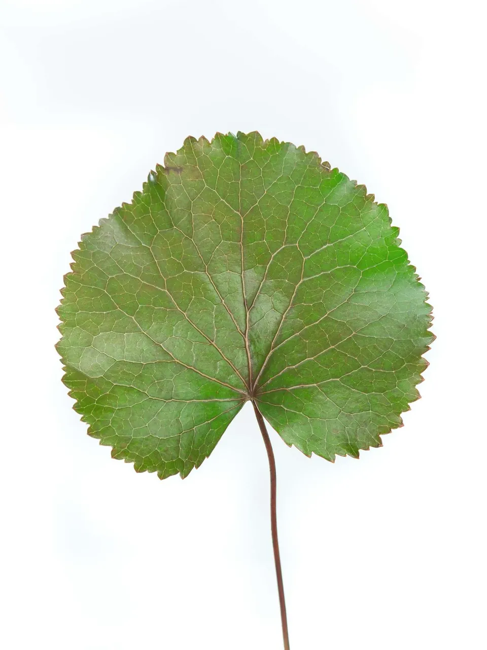 blumigo-galax-bl-tter-bindegr-n-gr-n-bronze-10-st-ck image 1