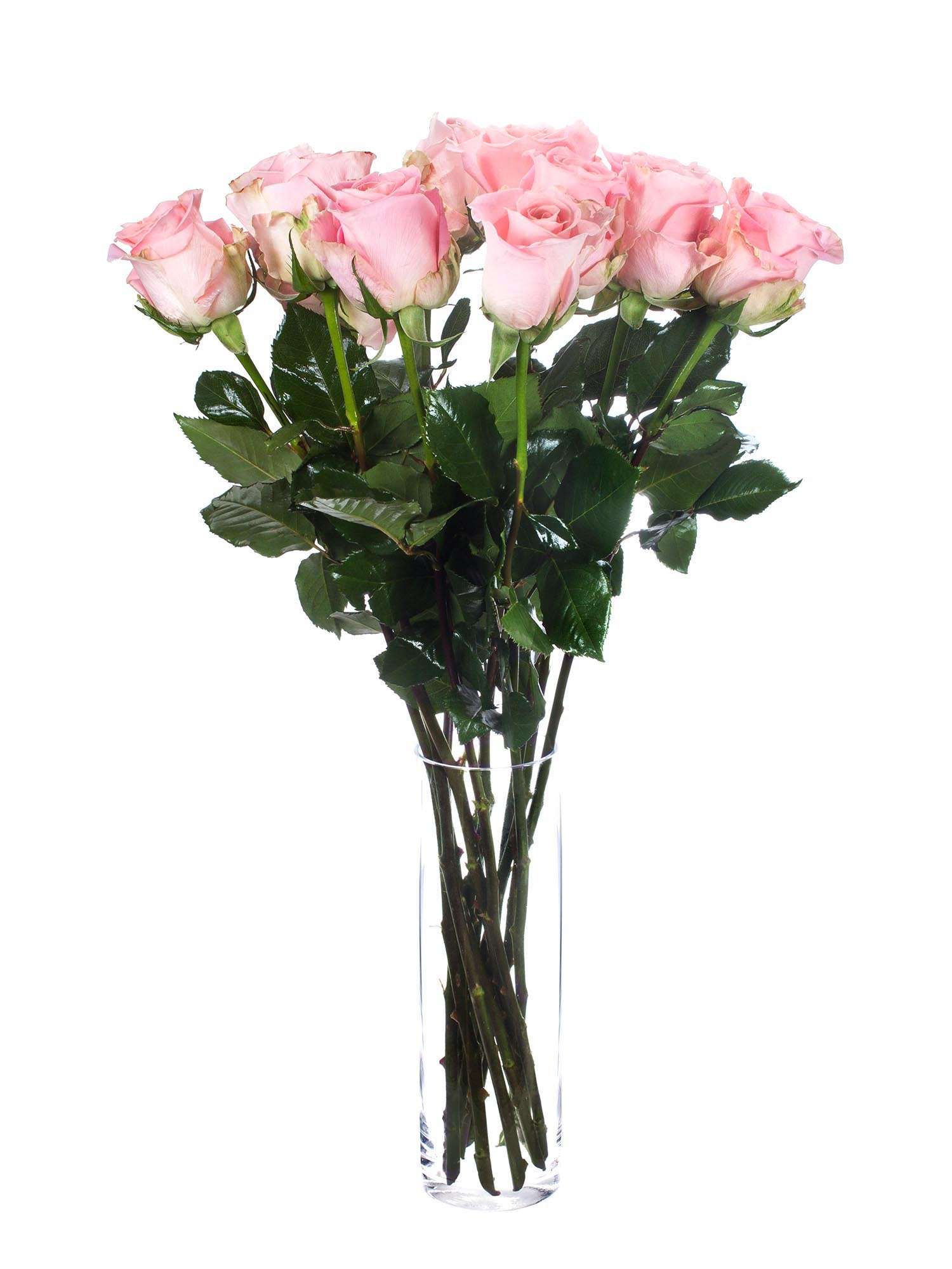 blumigo-rosen-hermosa-rose-rosa-einzelstiel-frisch image 2