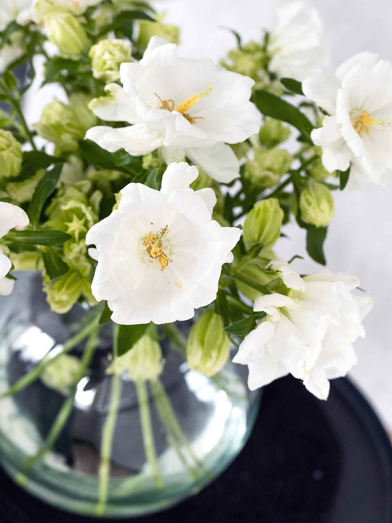 blumigo-glockenblumen-champion-white-schnittblume-wei image 4