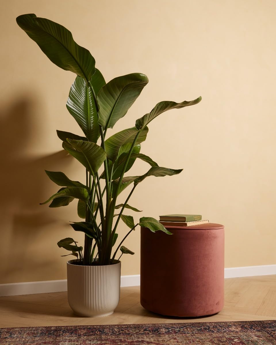 plnts-strelitzia-nicolai-zimmerpflanze-27cm-topf-160cm-gro-e-pflanze image 2