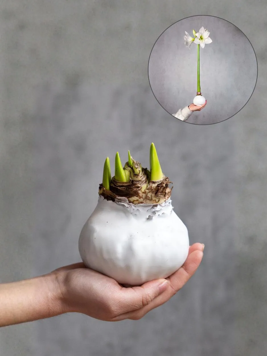 blumigo-amaryllis-gewachste-knolle-wei image 1